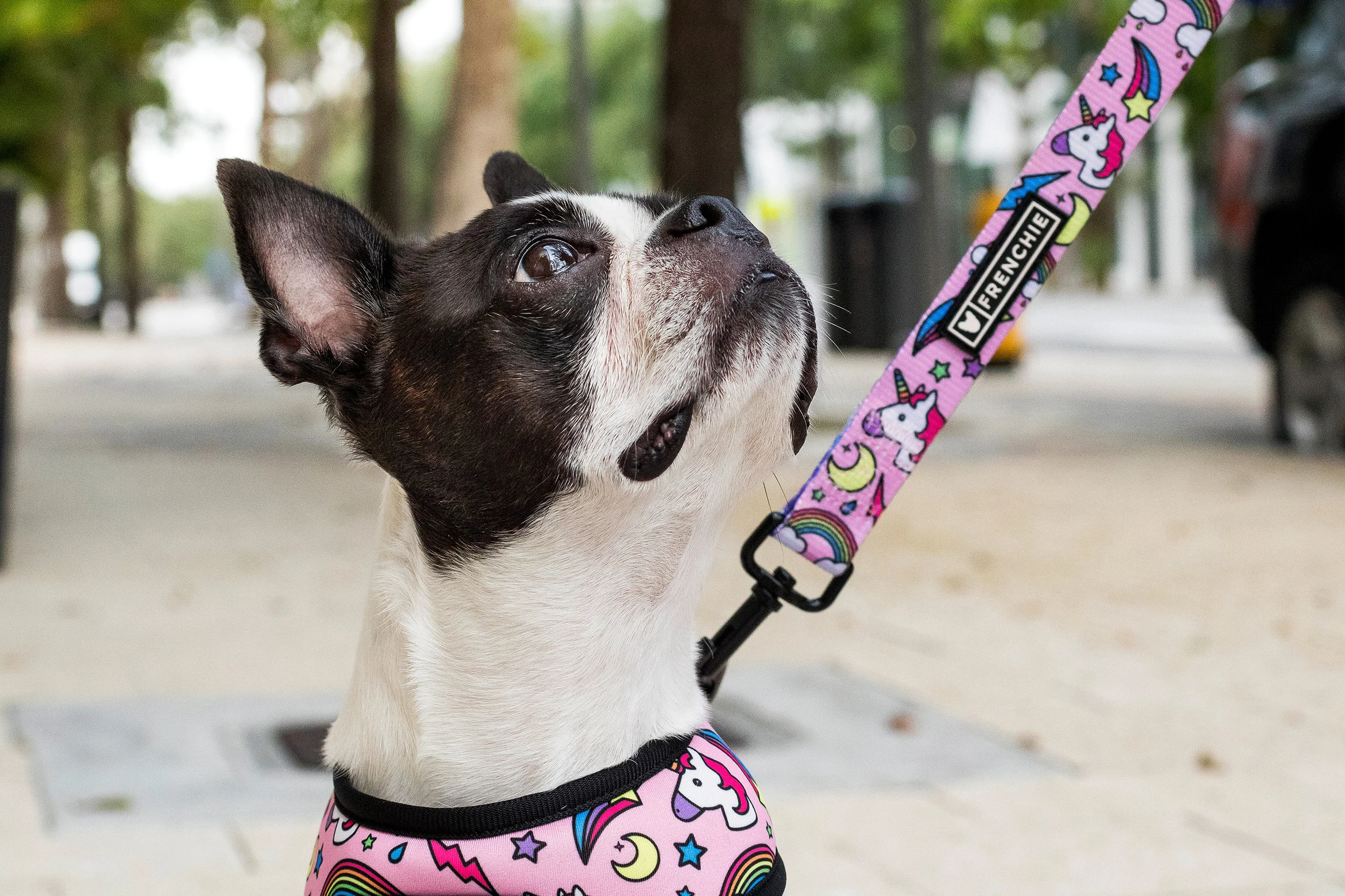 Boston Terrier in Miami Design District