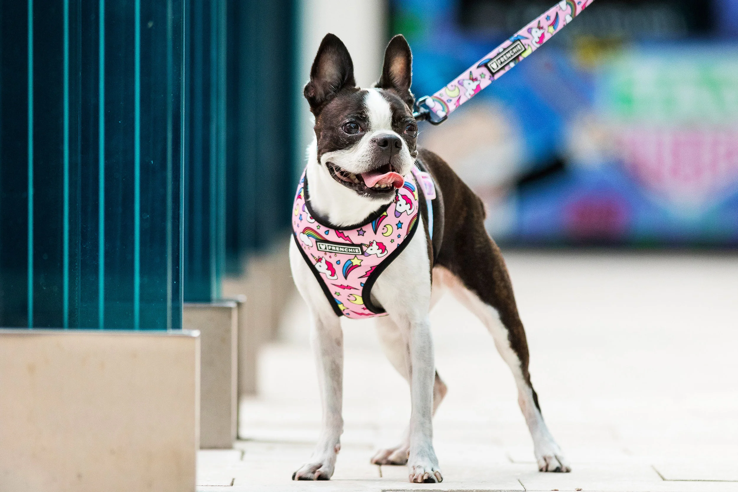 Boston Terrier in Miami Design District