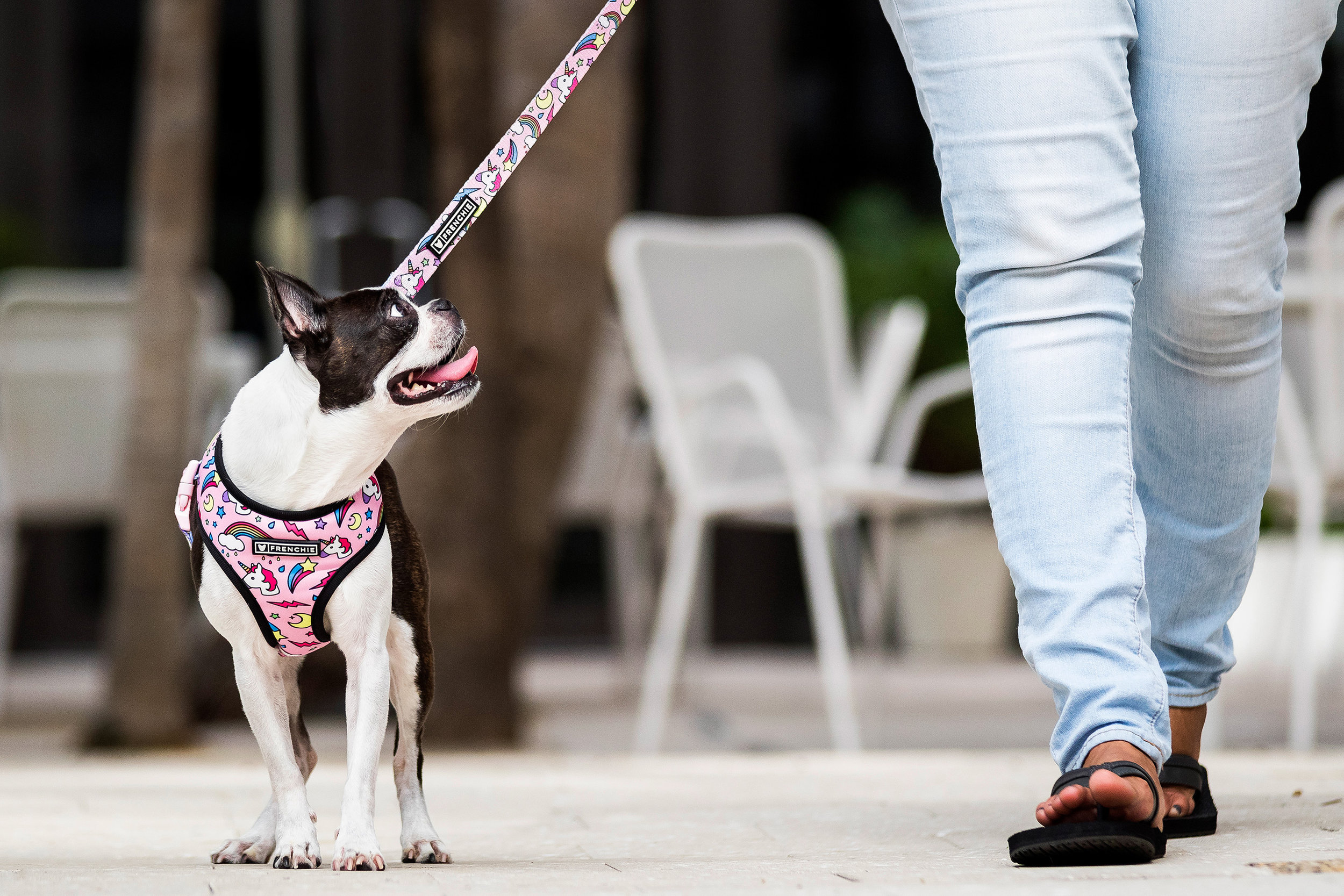 Boston Terrier in Miami Design District