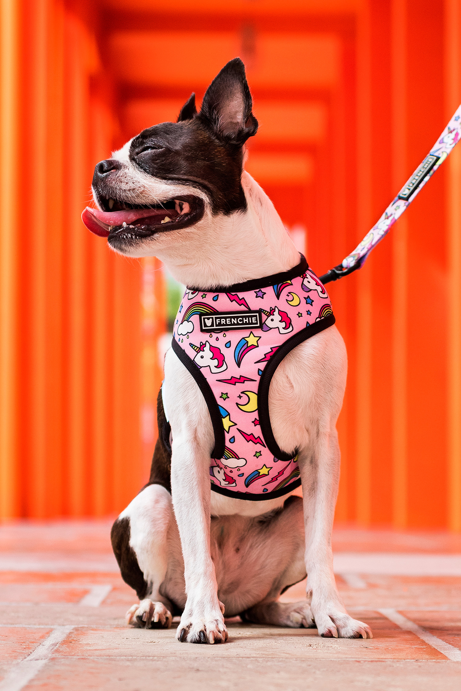 Boston Terrier in Miami Design District