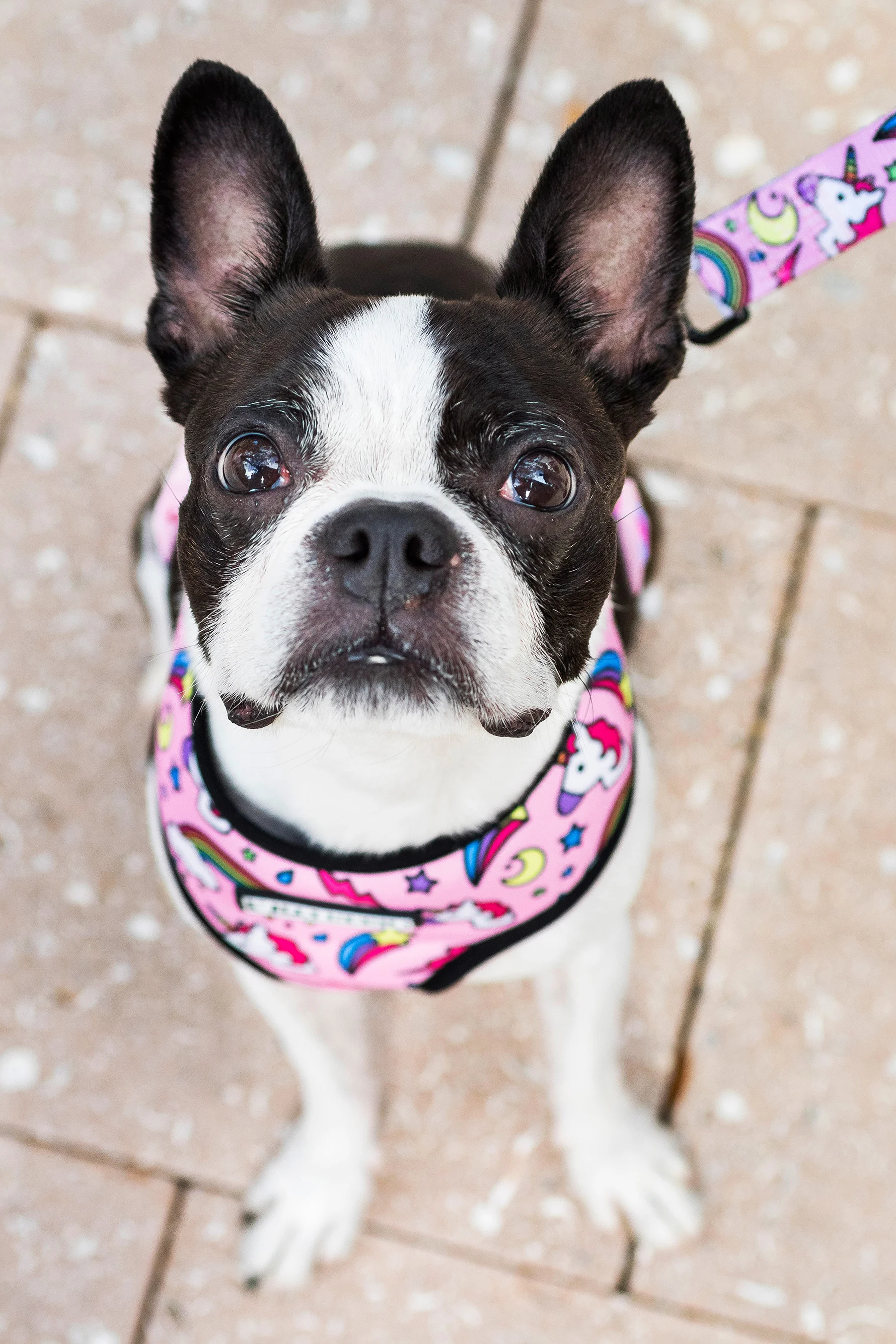 Boston Terrier in Miami Design District