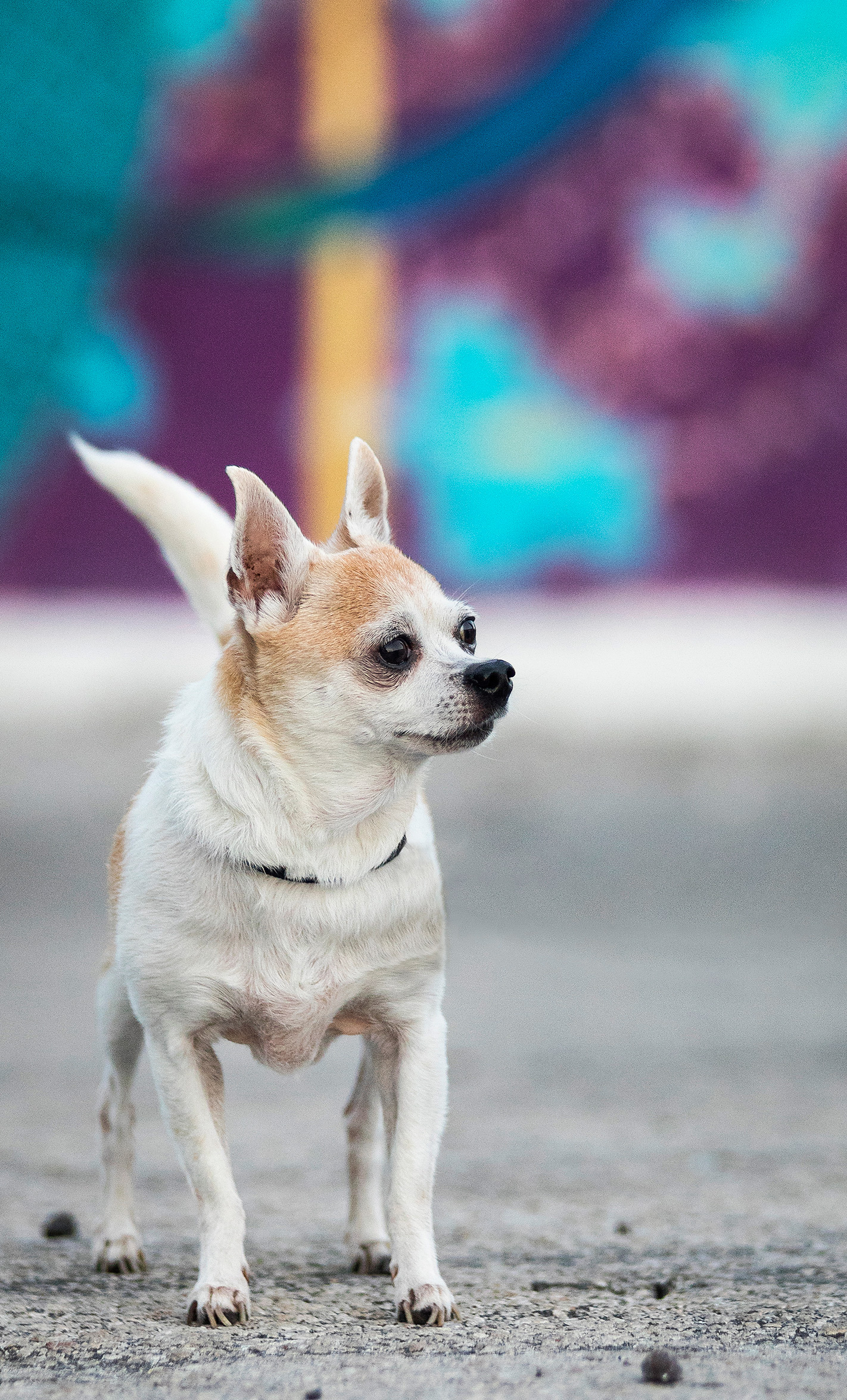 Chihuahua in FAT Village, Florida