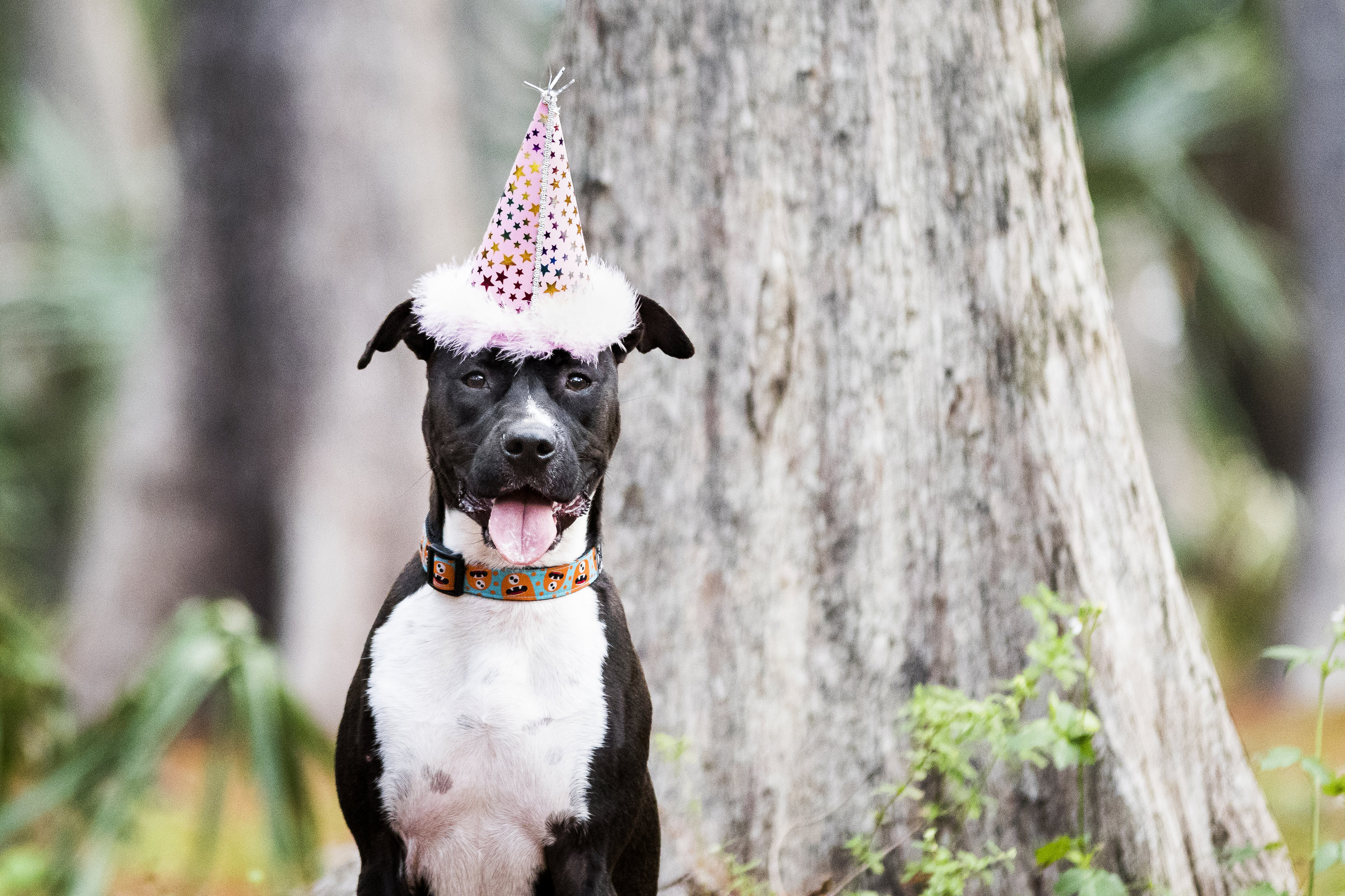 Boxer mix in Fort Lauderdale