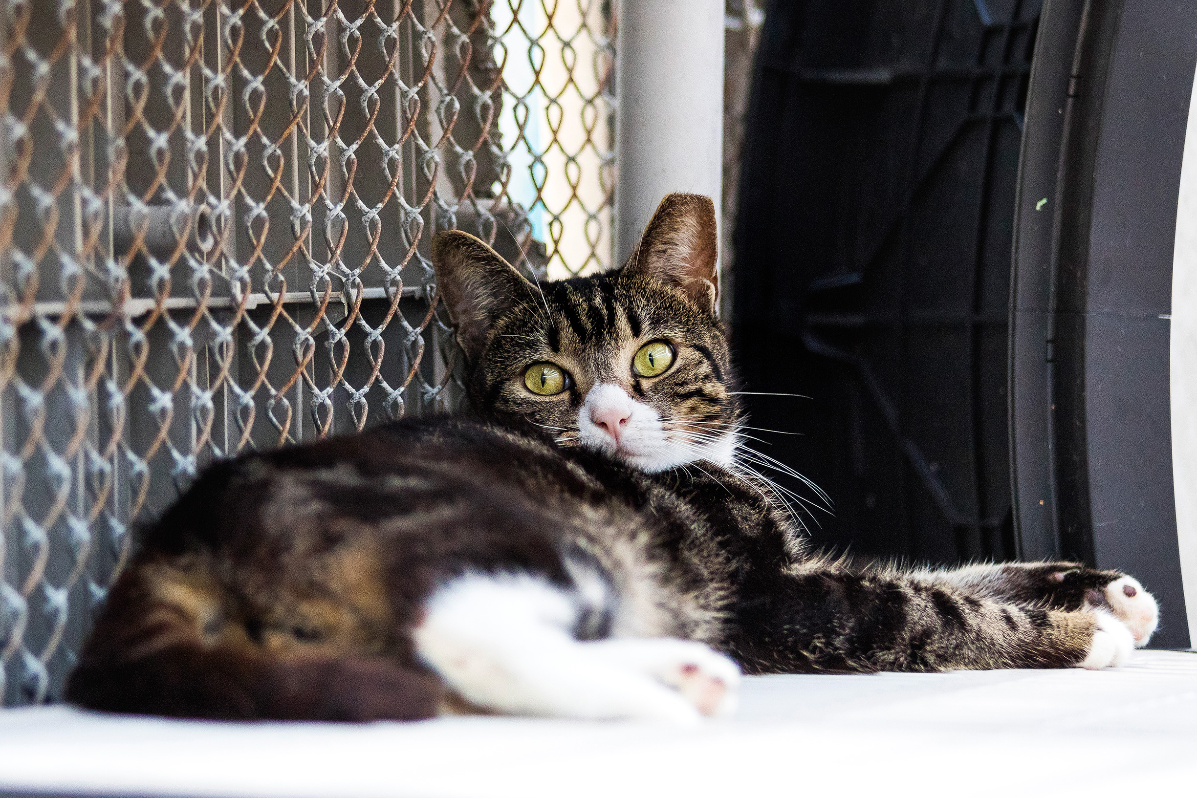 Adoptable cats in Fort Lauderdale