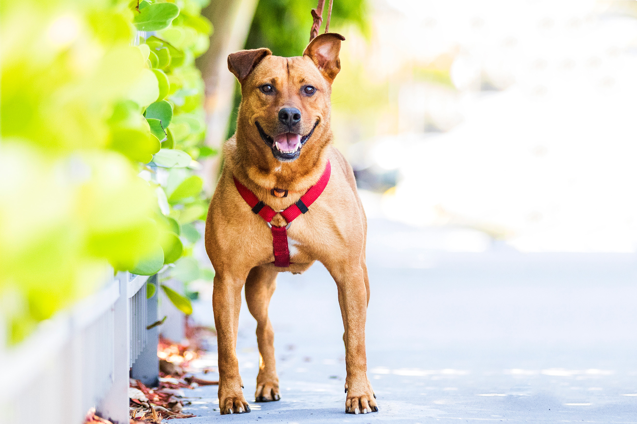 Adoptable dogs in Fort Lauderdale