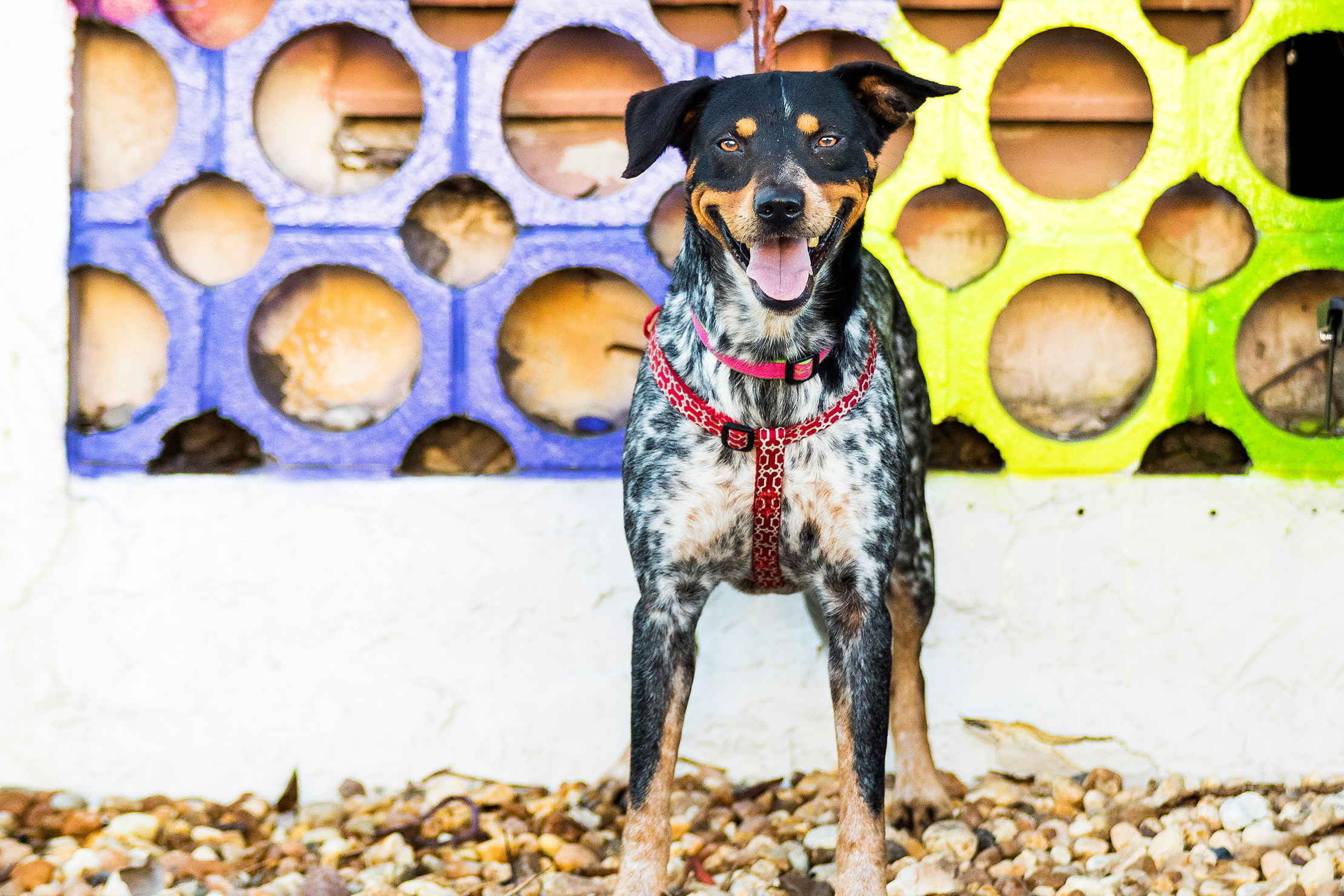 Adoptable dogs in Fort Lauderdale