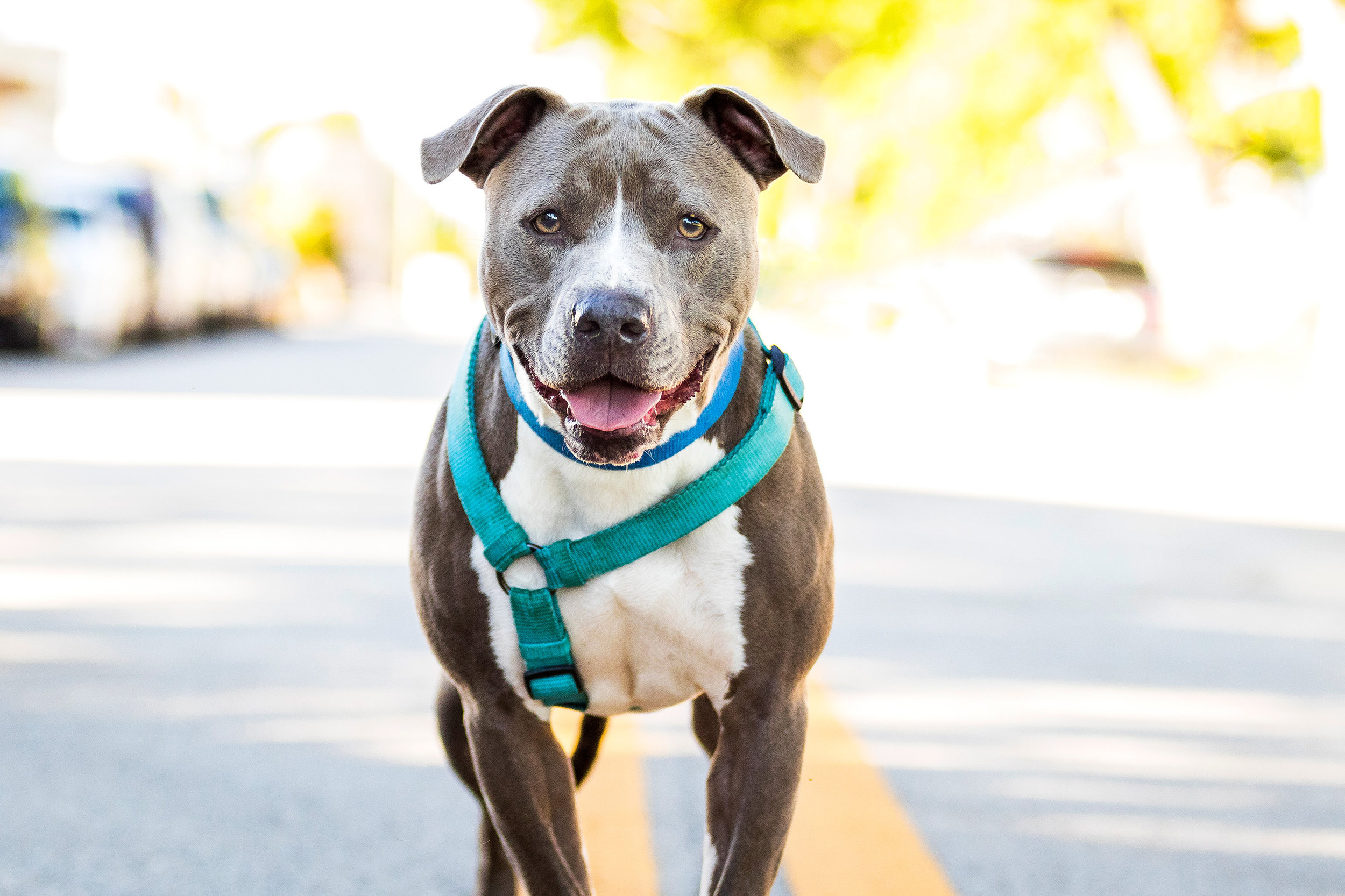 Adoptable dogs in Fort Lauderdale