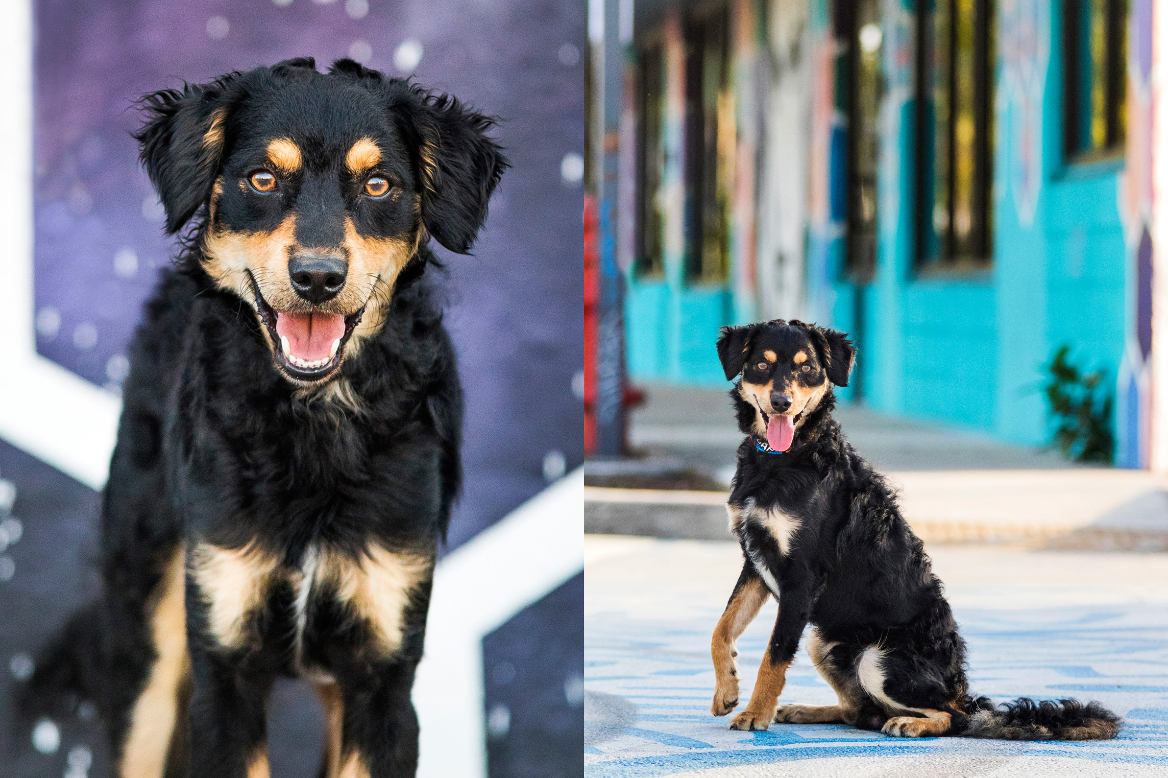 Aussiedoodle in Fort Lauderdale