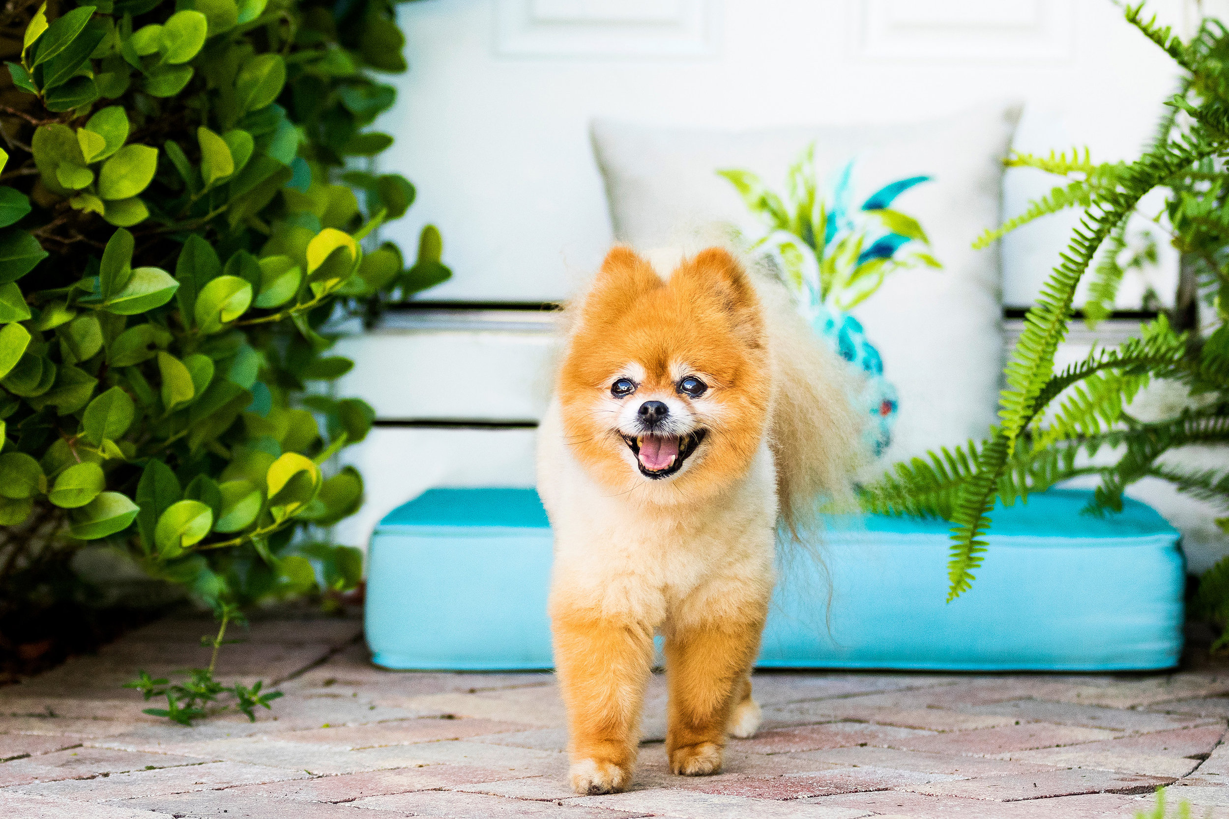 Pomeranian in Boca Raton, Florida