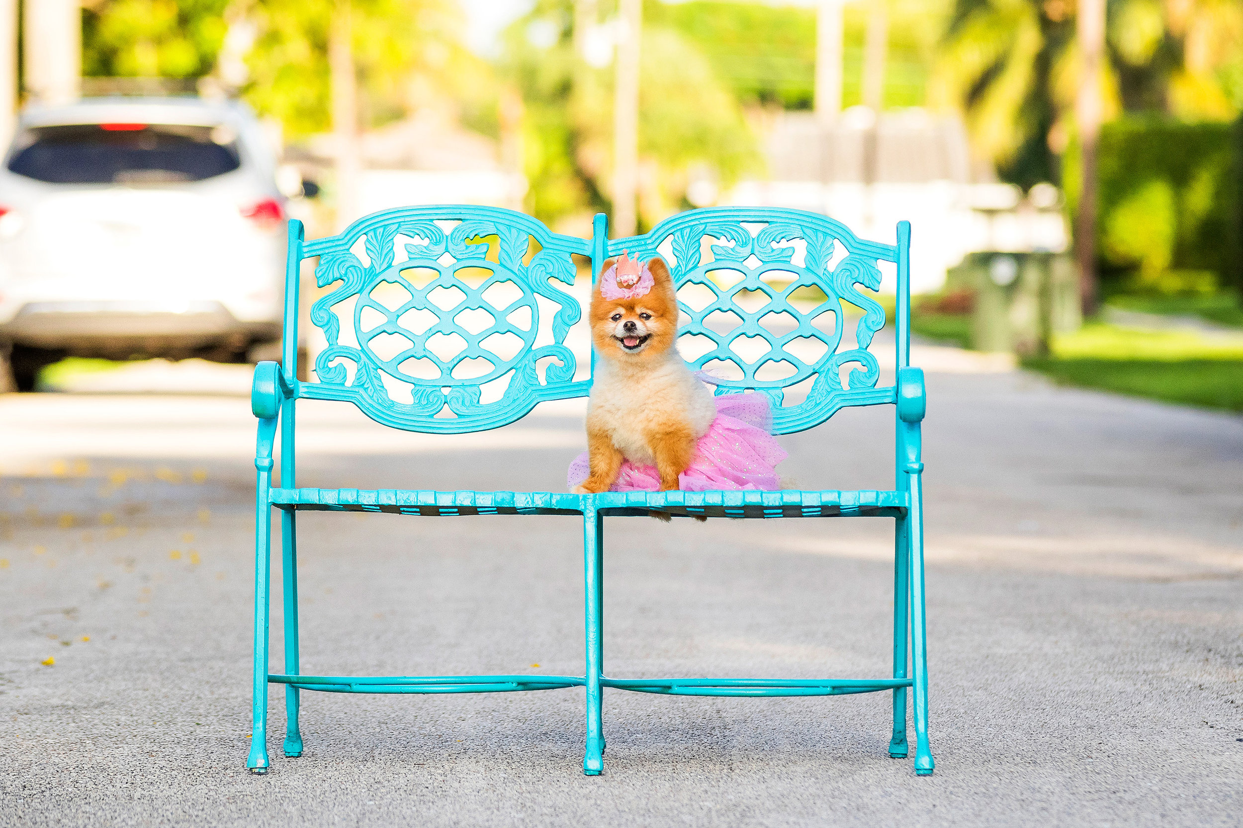 Pomeranian in Boca Raton, Florida