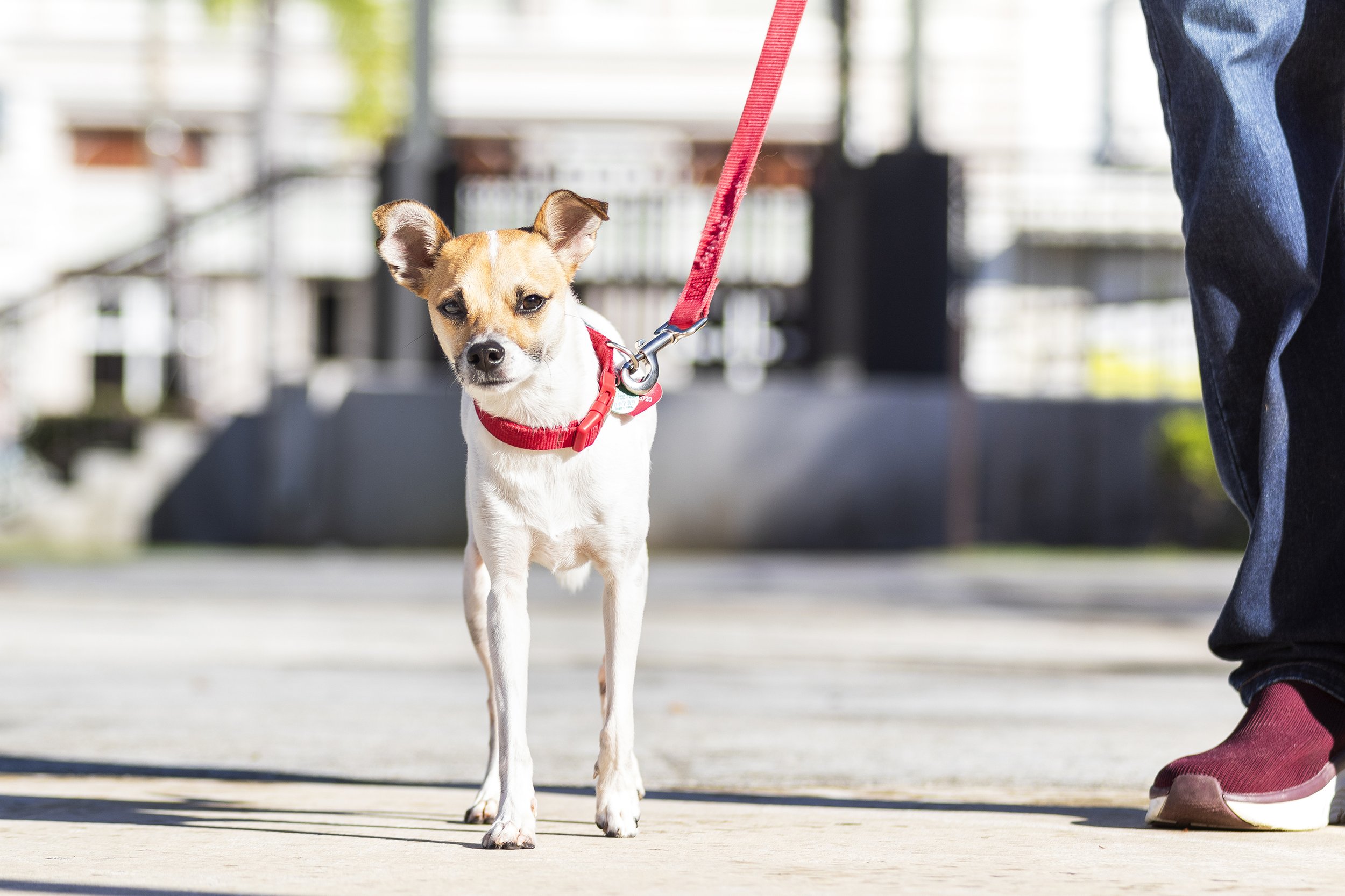 Jack Russell Chihuahua Rescue