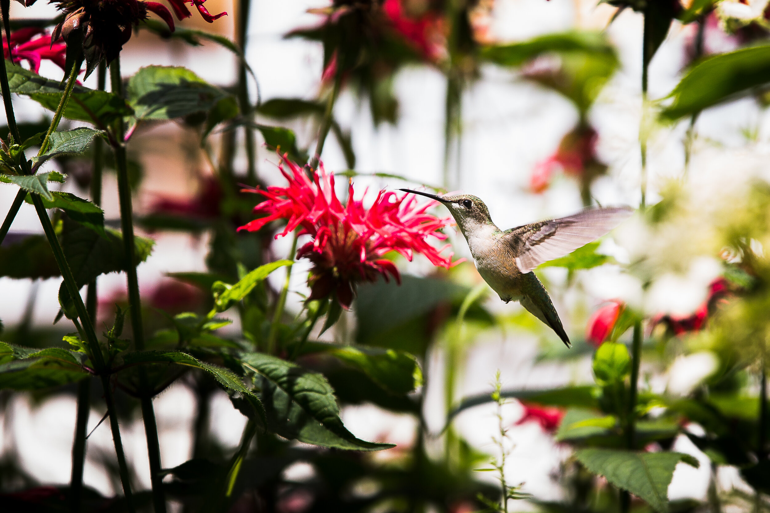 hummingbird-3.jpg