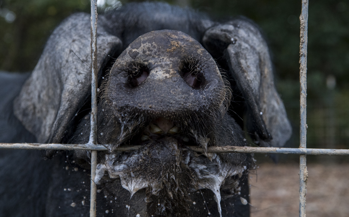  A hog on Blake’s farm bites the fence before feeding time. 