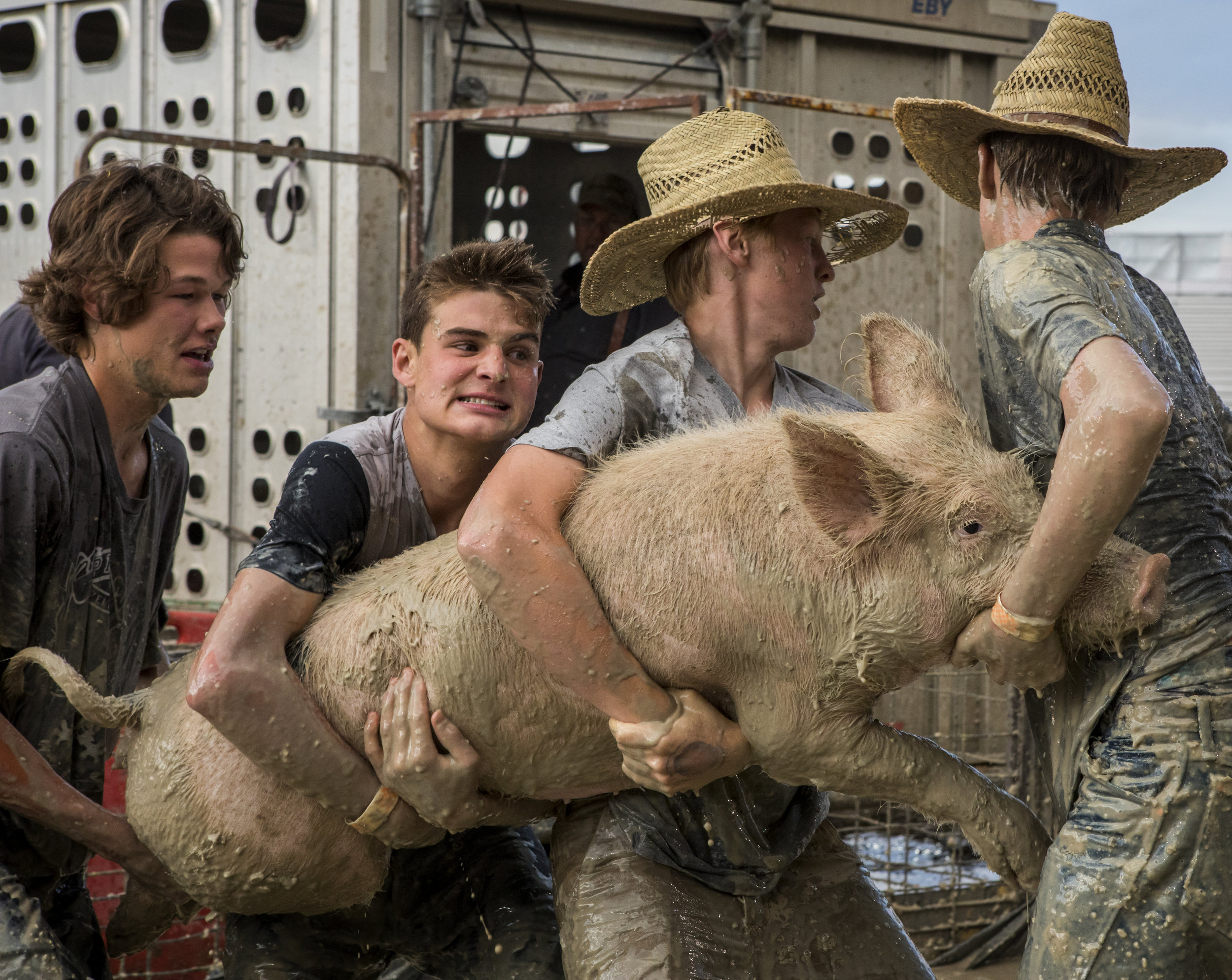 Ian Dalton, Wyley Menolascino, Jack Love and Riggs Turner work together to capture their hog at the Teton County Fair's pig wrestling event on July 24, 2018 in Jackson, Wyo. 