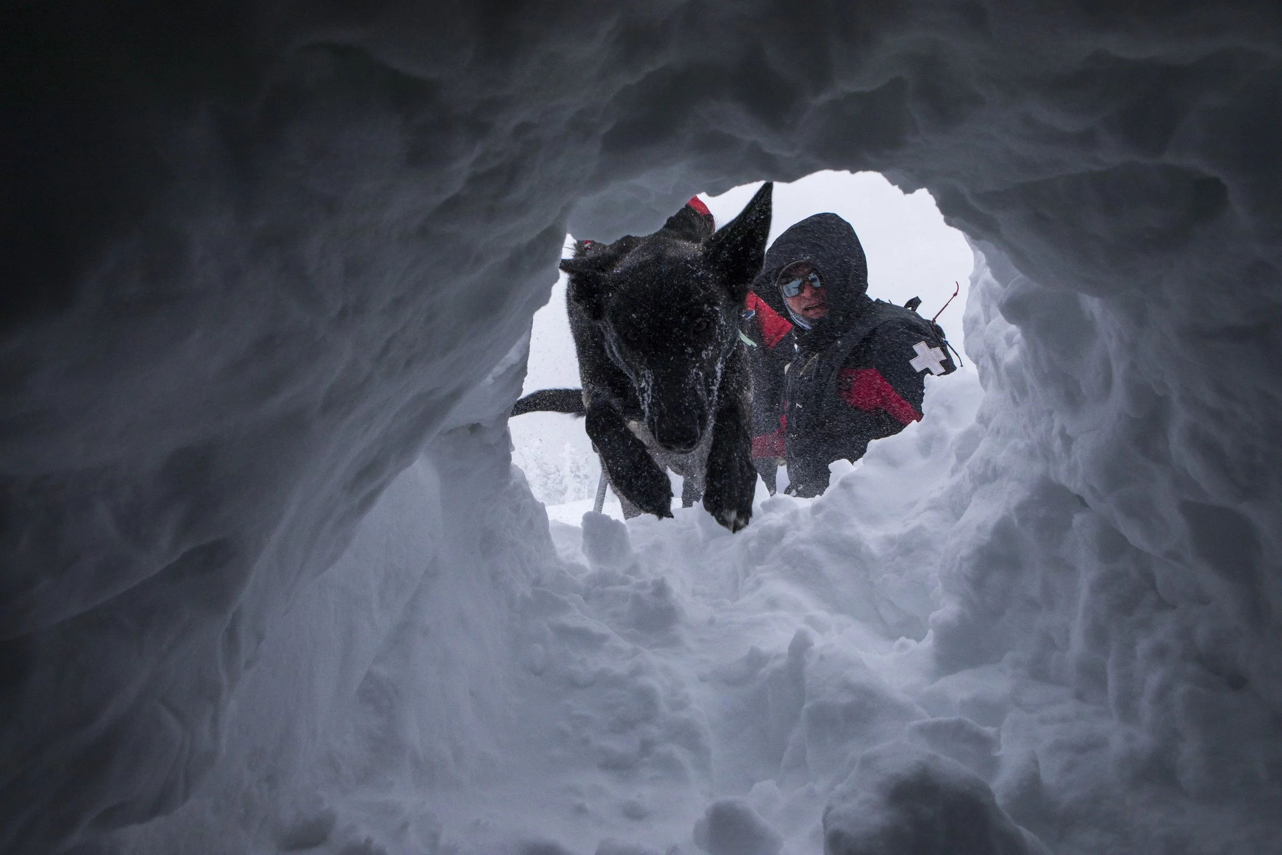  Cache, the patrol dog, digs through the snow with trainer Chris Brindisi during an avalanche dog team training at Jackson Hole Mountain Resort on Dec. 14, 2021 in Teton Village, Wyo. 
