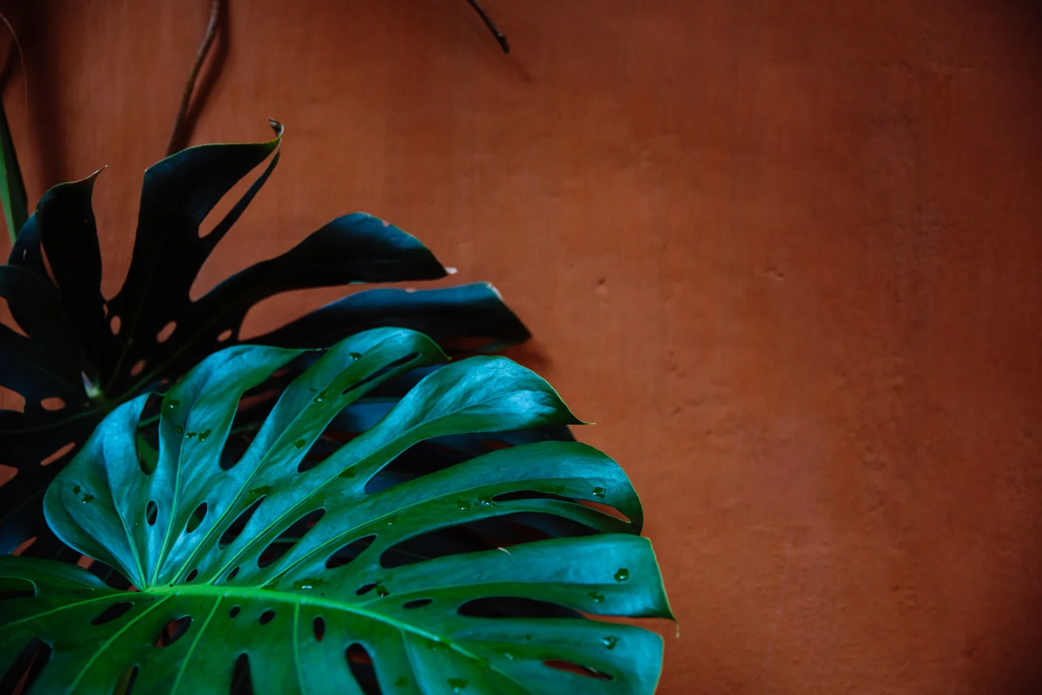 6F3C2523-2.jpg