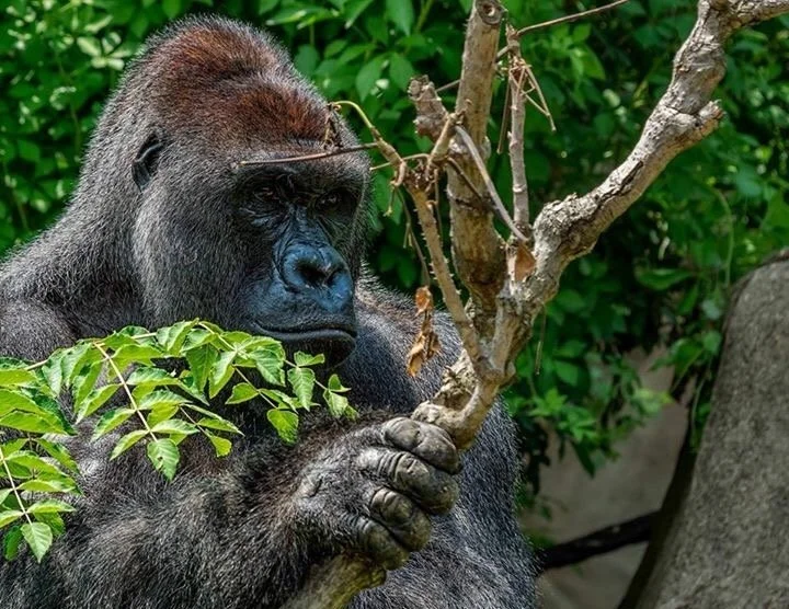 Harambe Shot Dead on Spot to Rescue Child- Questions Raised about Importance of Animal Care