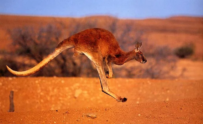 Aussies Facing Economic Downturn-   Better Economic Reforms Required? 