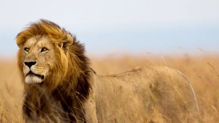 The Need for Conservation of Endangered Species 