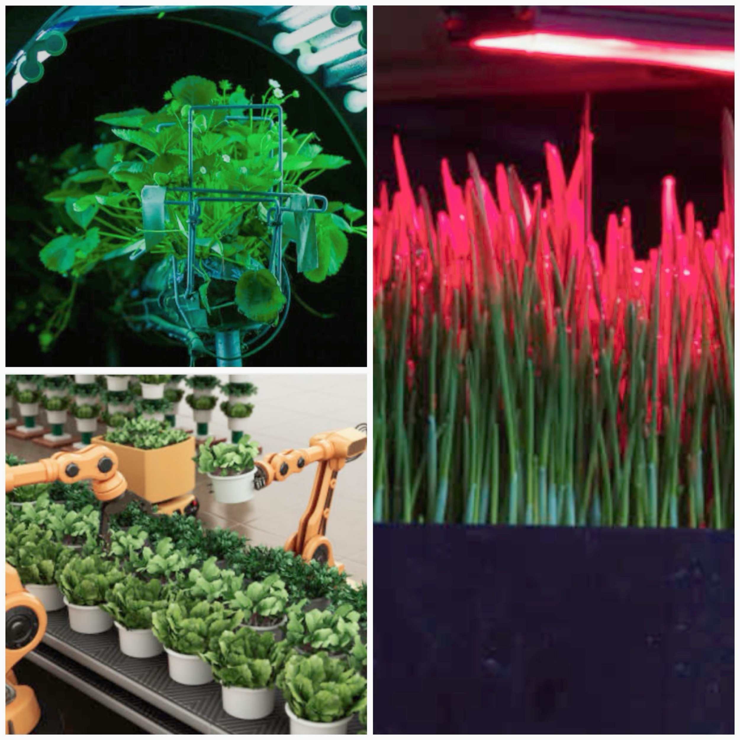 What role does AI play in robotic crop identification