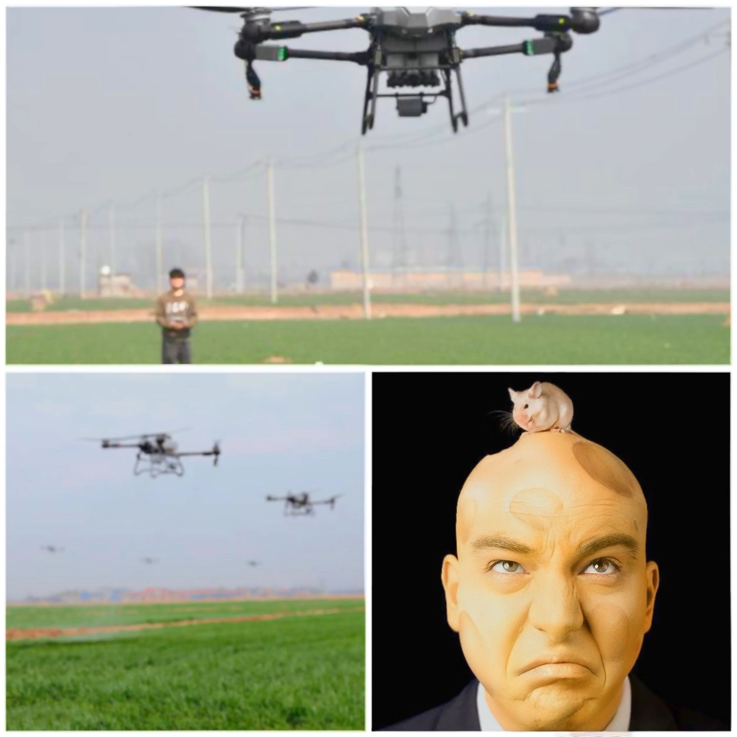 How does AI predict and manage pests and diseases in organic farming