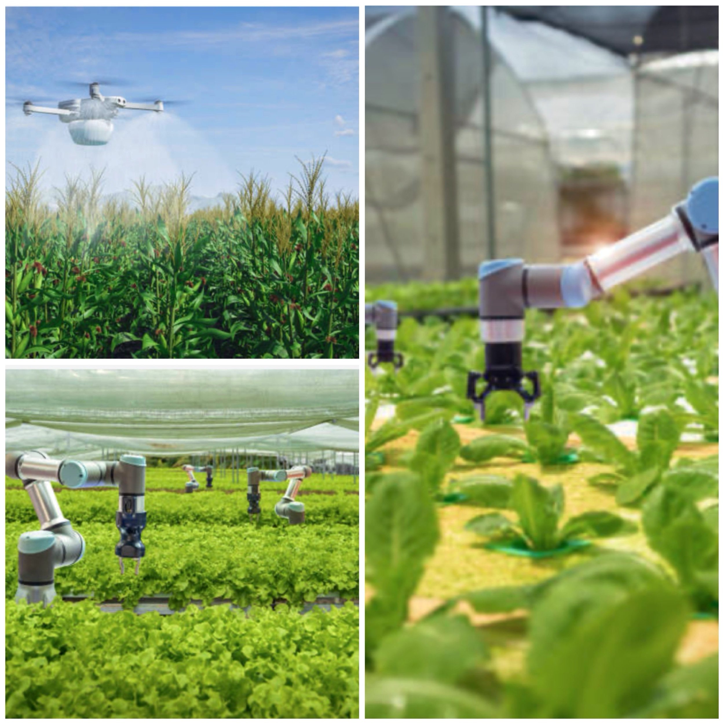 What specific AI technologies are used for precision farming in organic agriculture