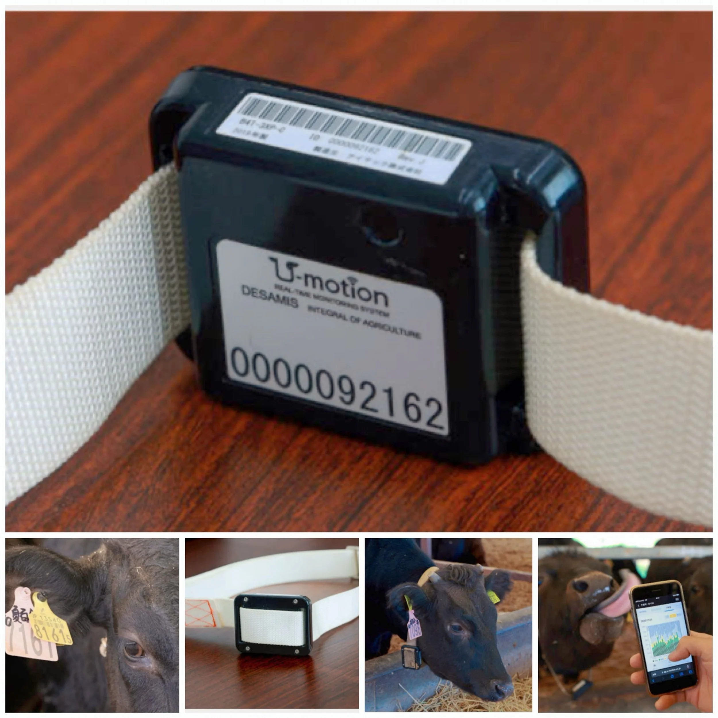 How does AI integrate with blockchain for livestock traceability