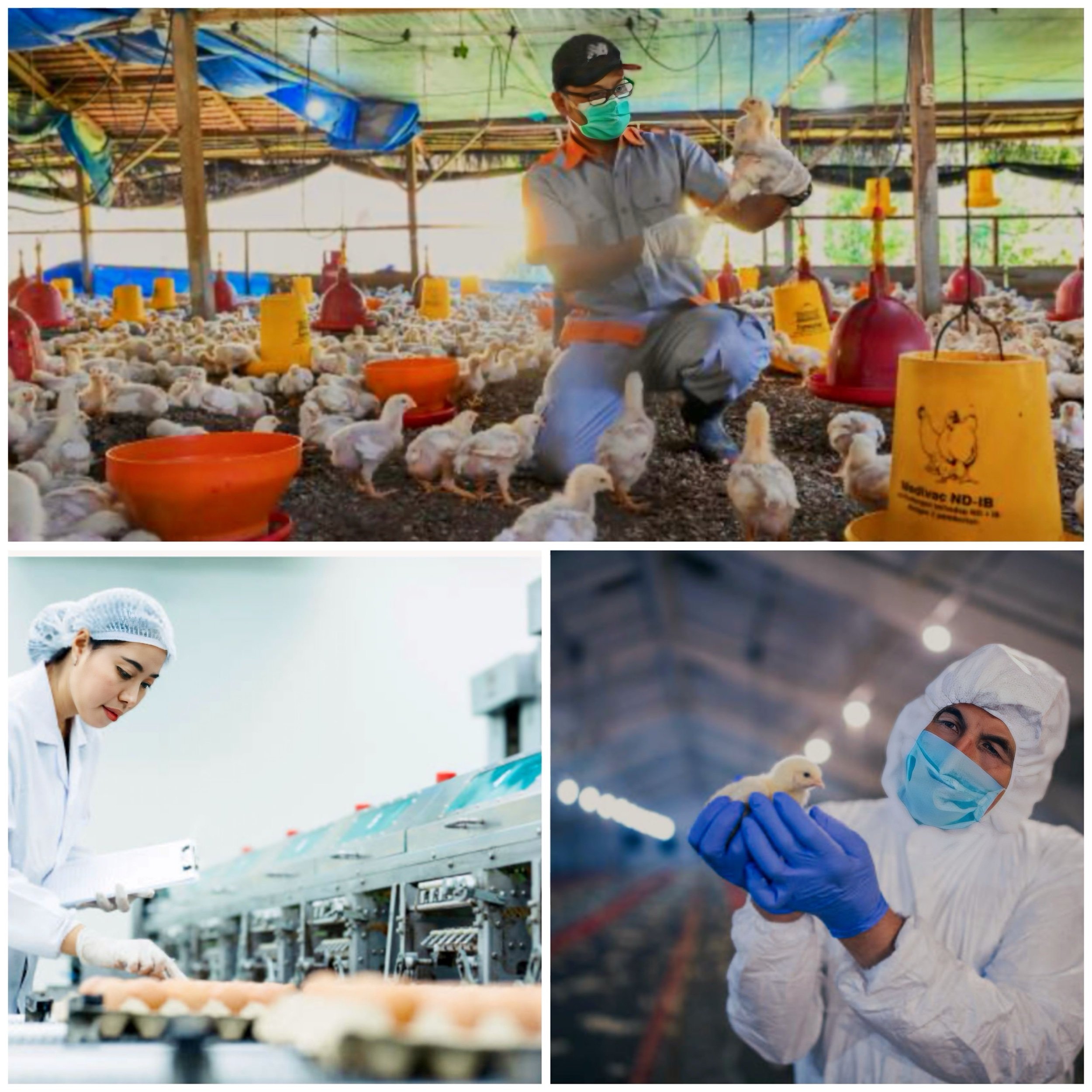 How does AI help in early disease detection in livestock