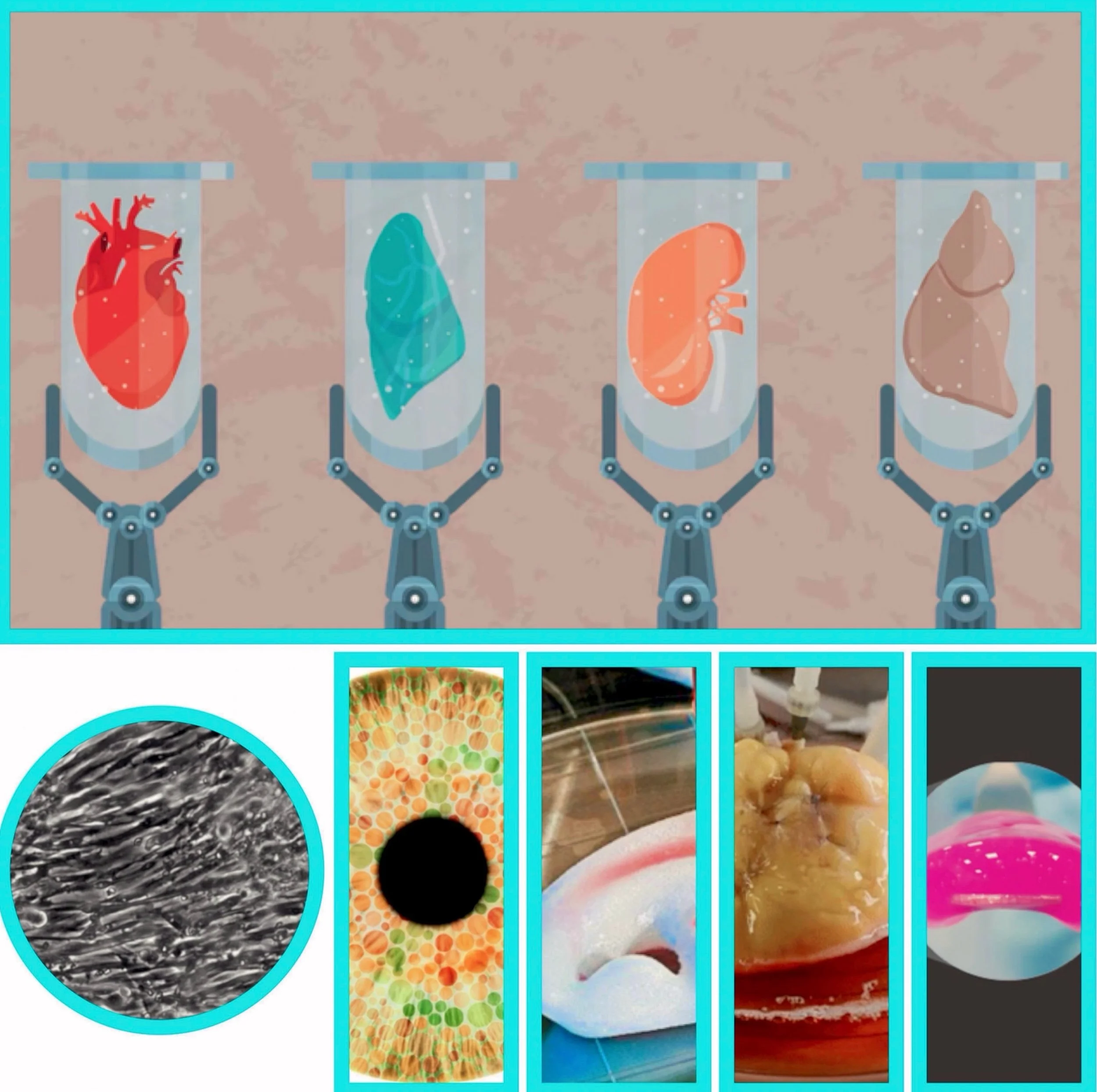 What are the potential benefits and risks of lab-grown organs by 2050