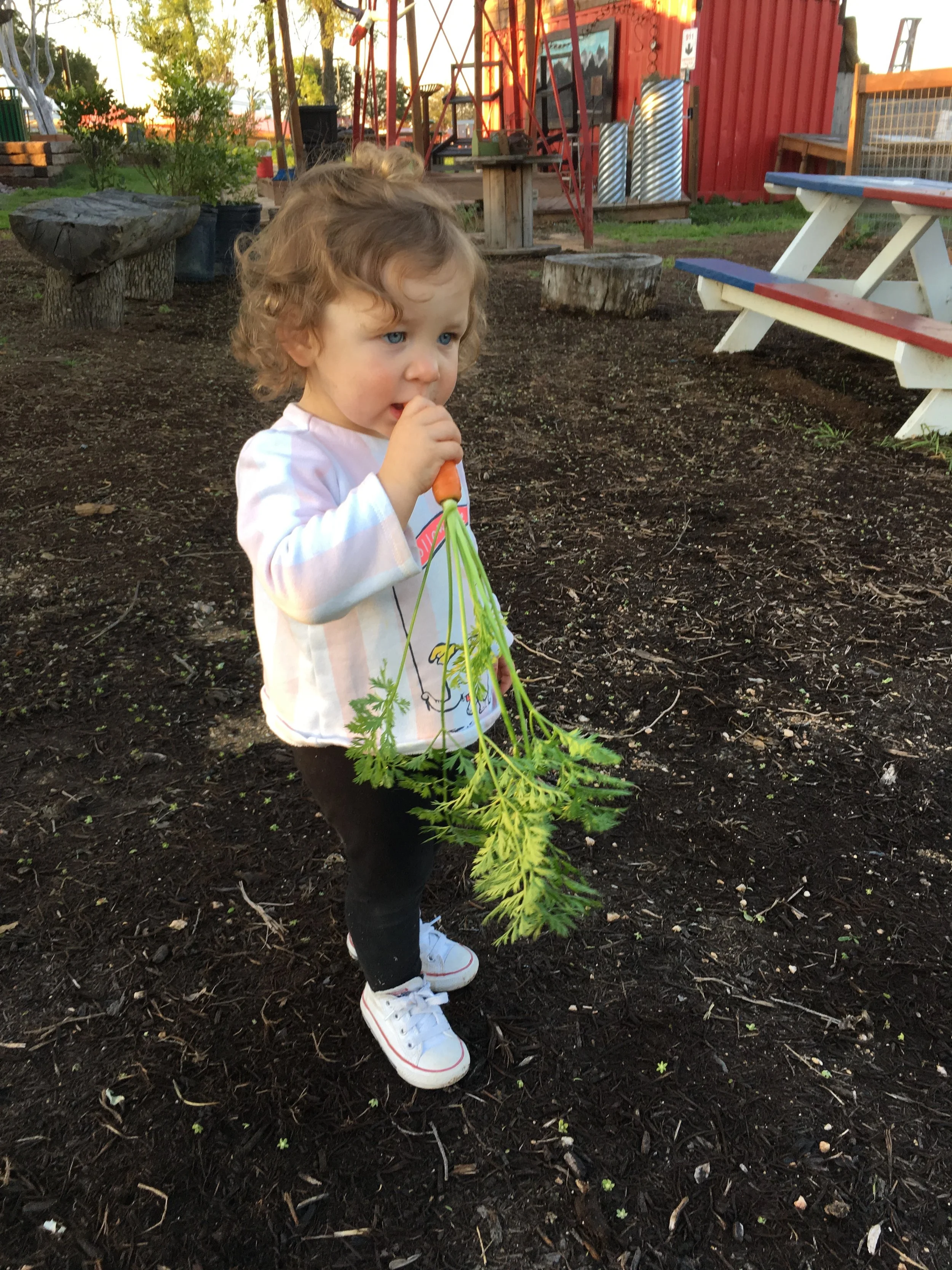 Truma eatin a carrot she harvested