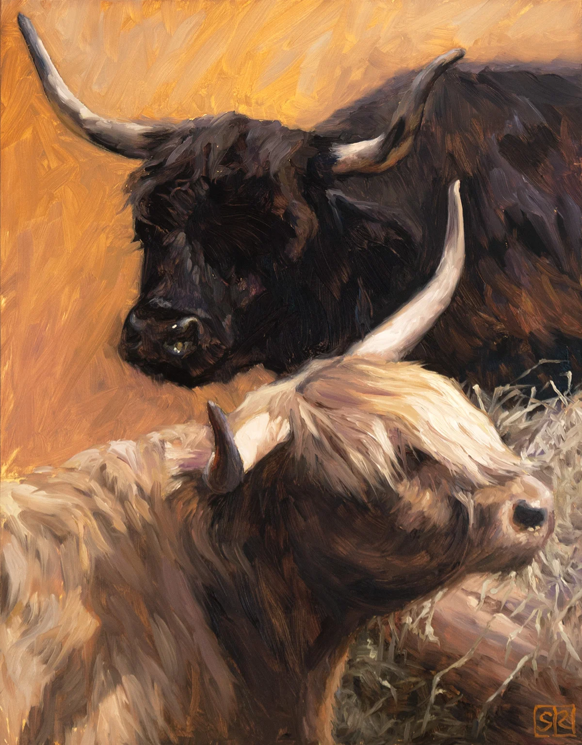 Black and Tan Highland Cows