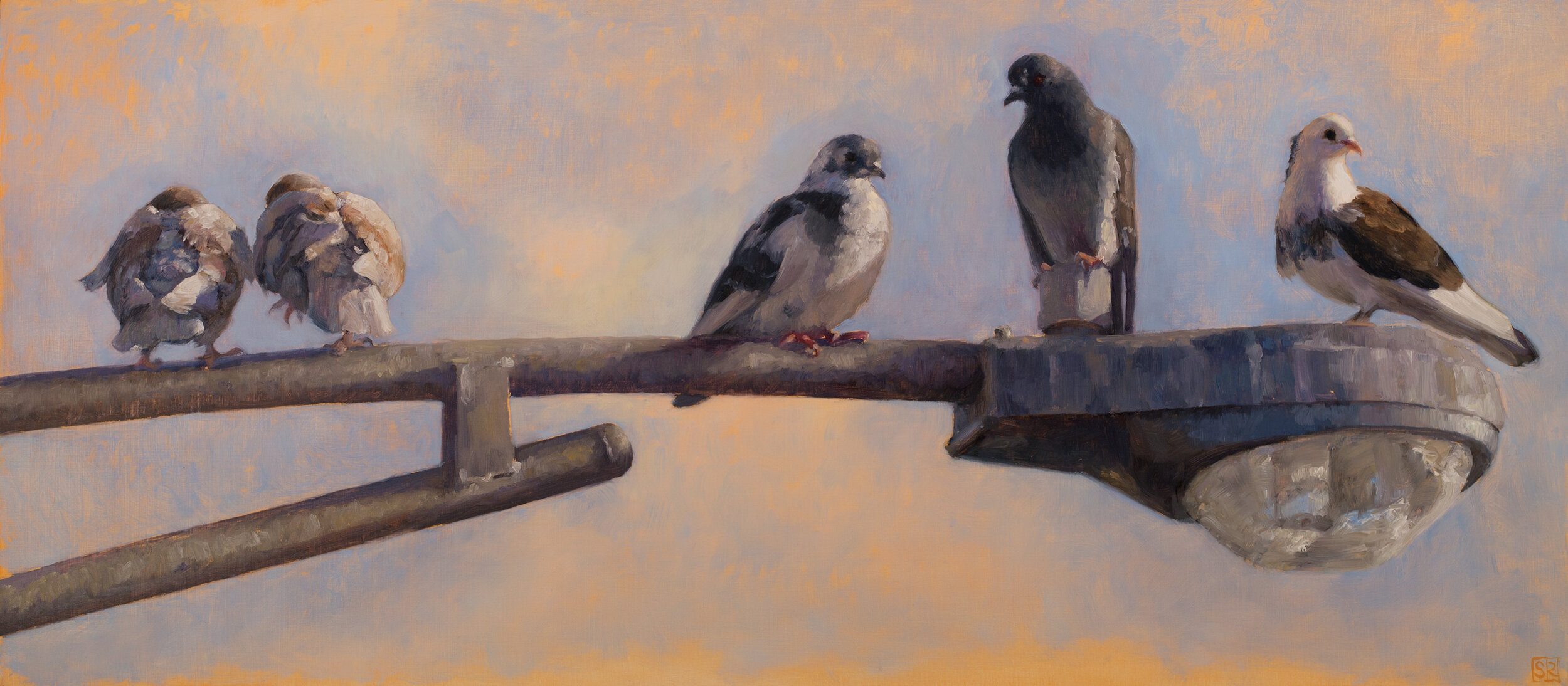 Pigeon Coup