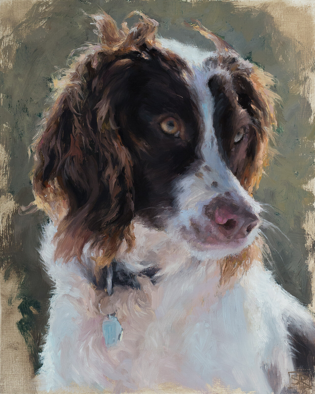 Hunter, Springer Spaniel,