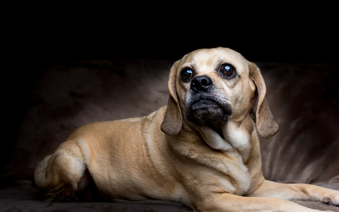 Puggle Love