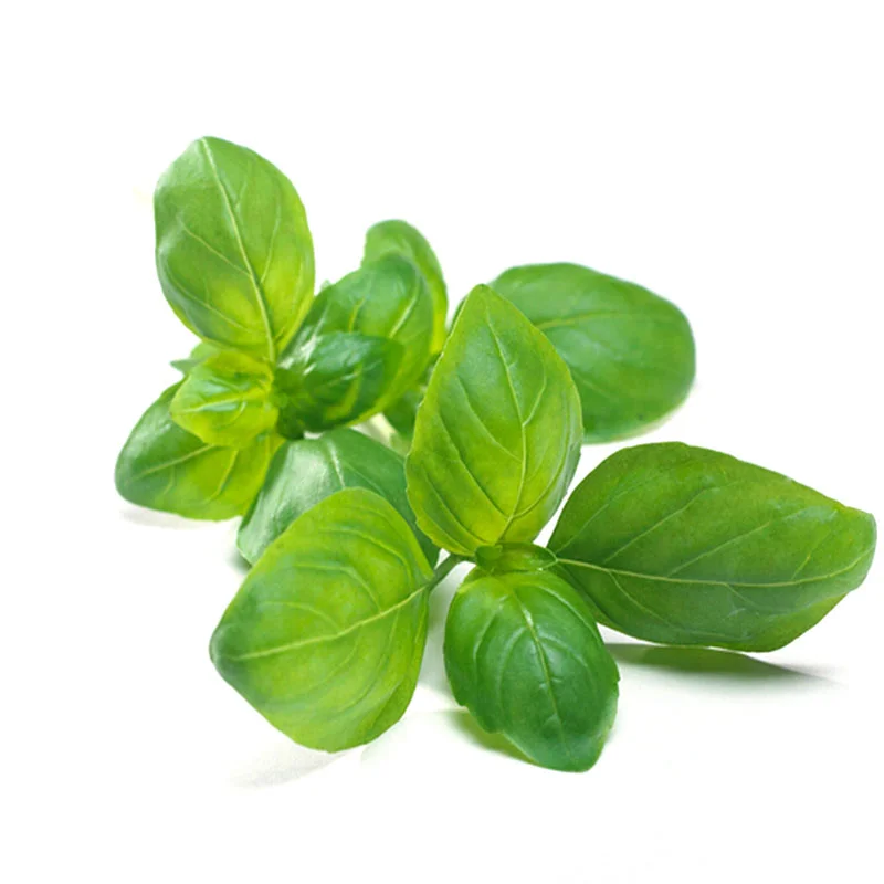 genovesebasil.jpg