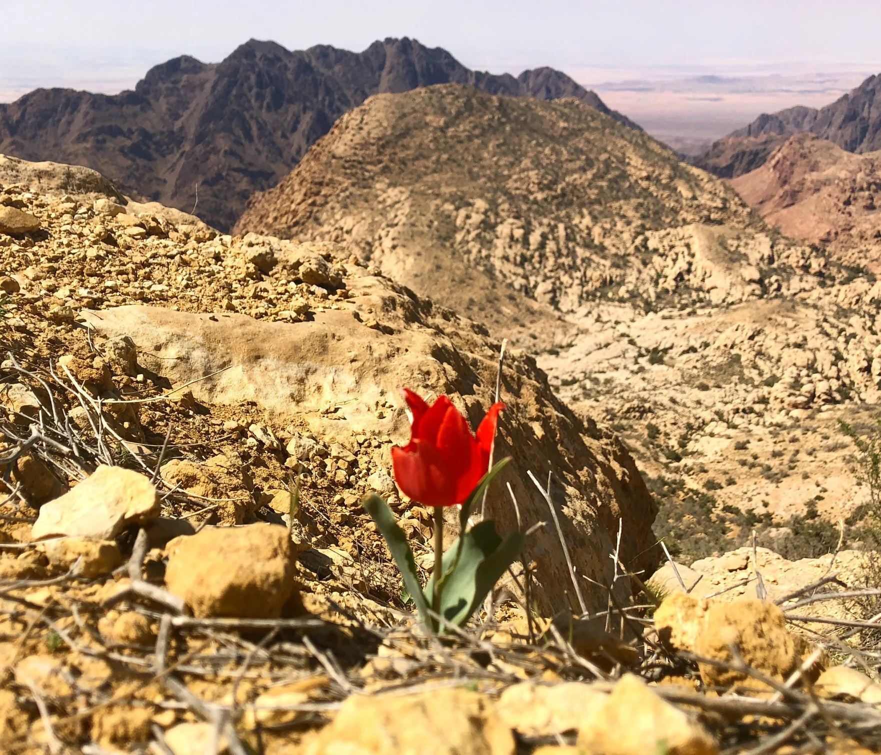 Director's Statement