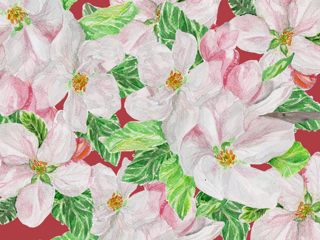 Apple-Blossoms.jpg
