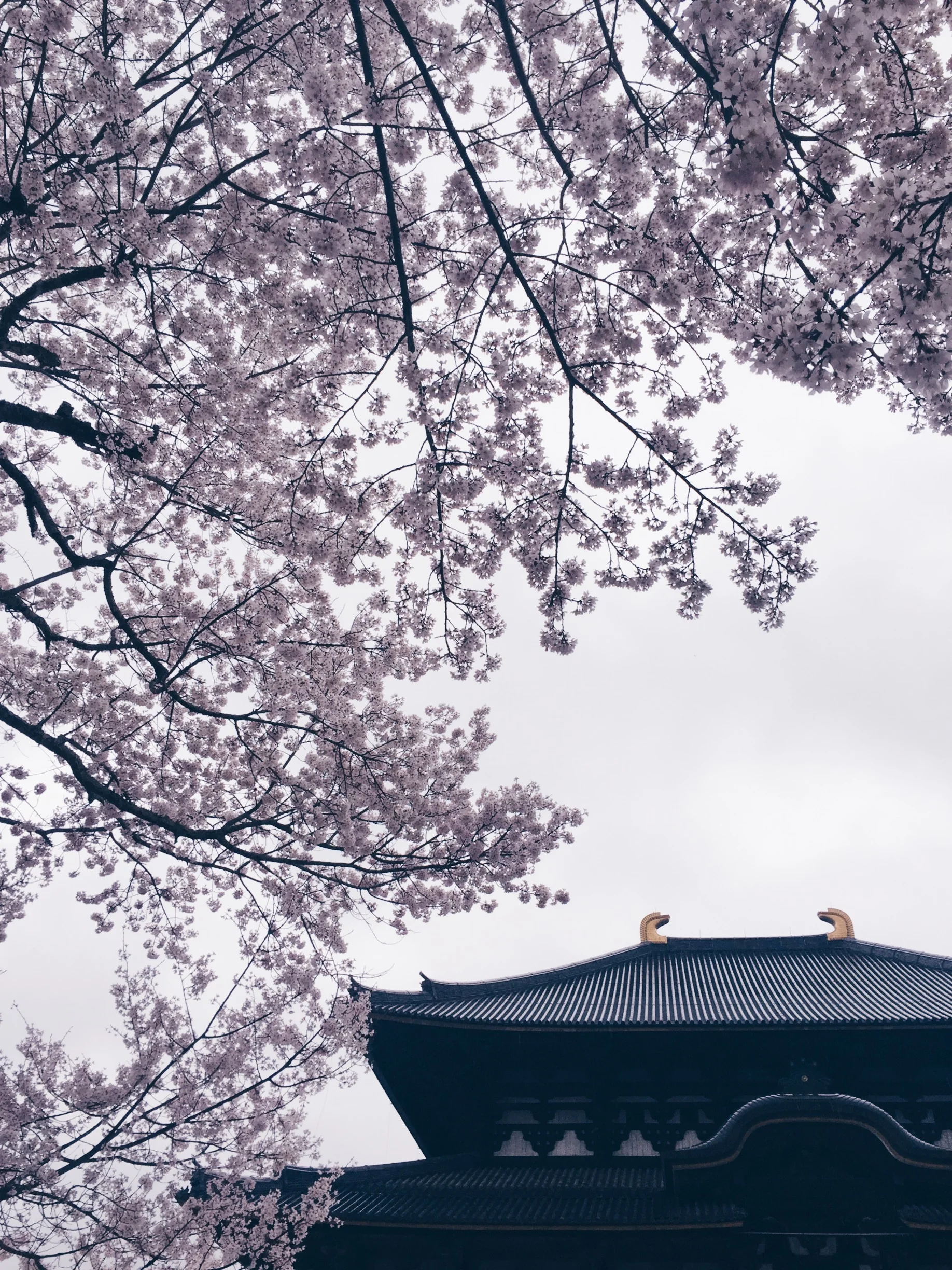Todai-Ji