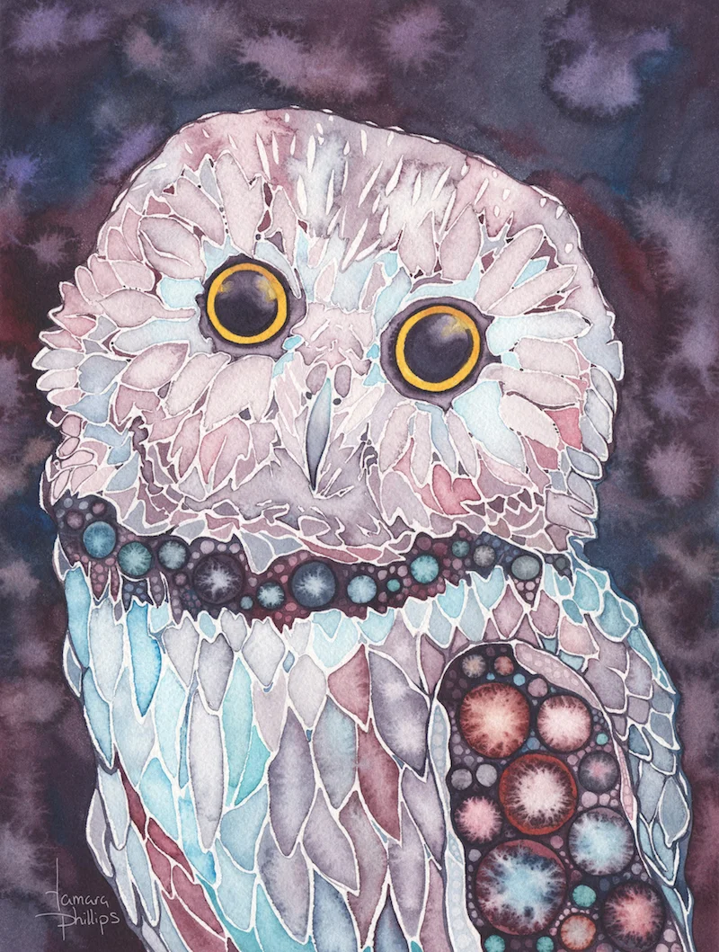 Saw-Whet Owl