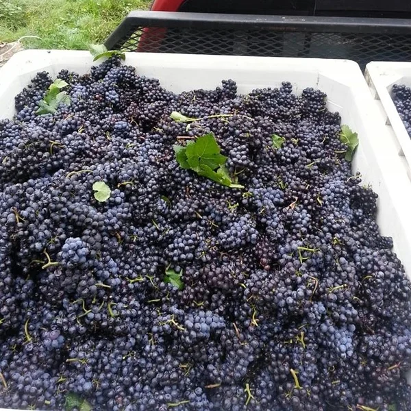 © Abbey Creek Vineyard.
