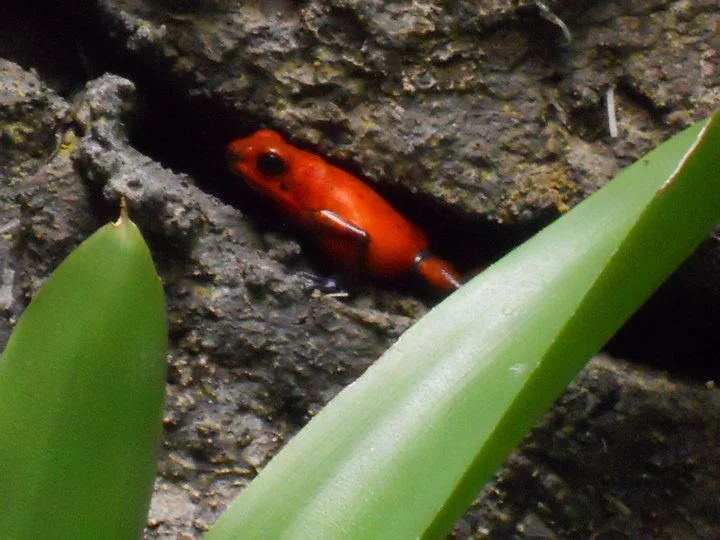 Costa Rica