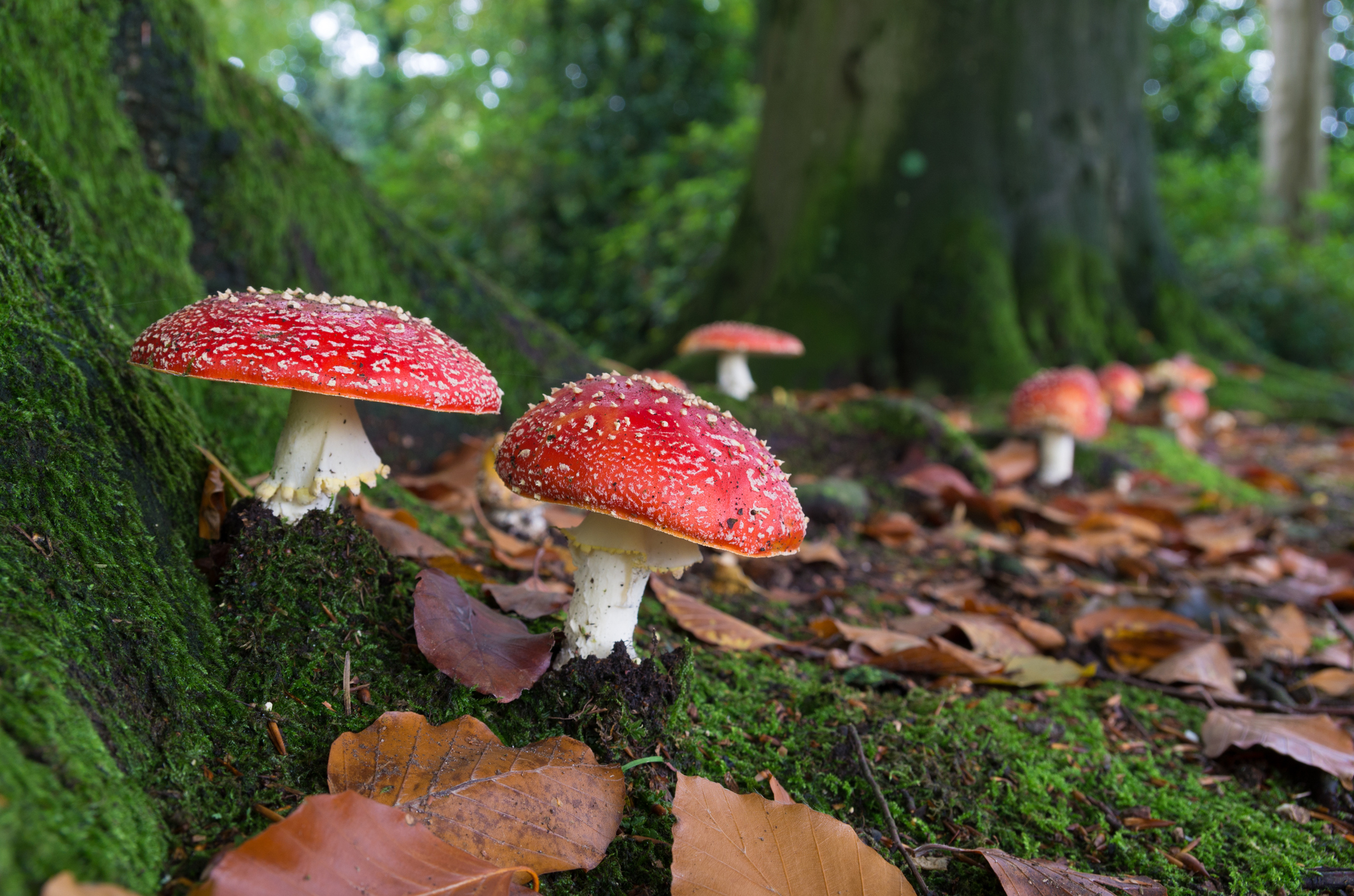 Photo by hansenn/iStock / Getty Images