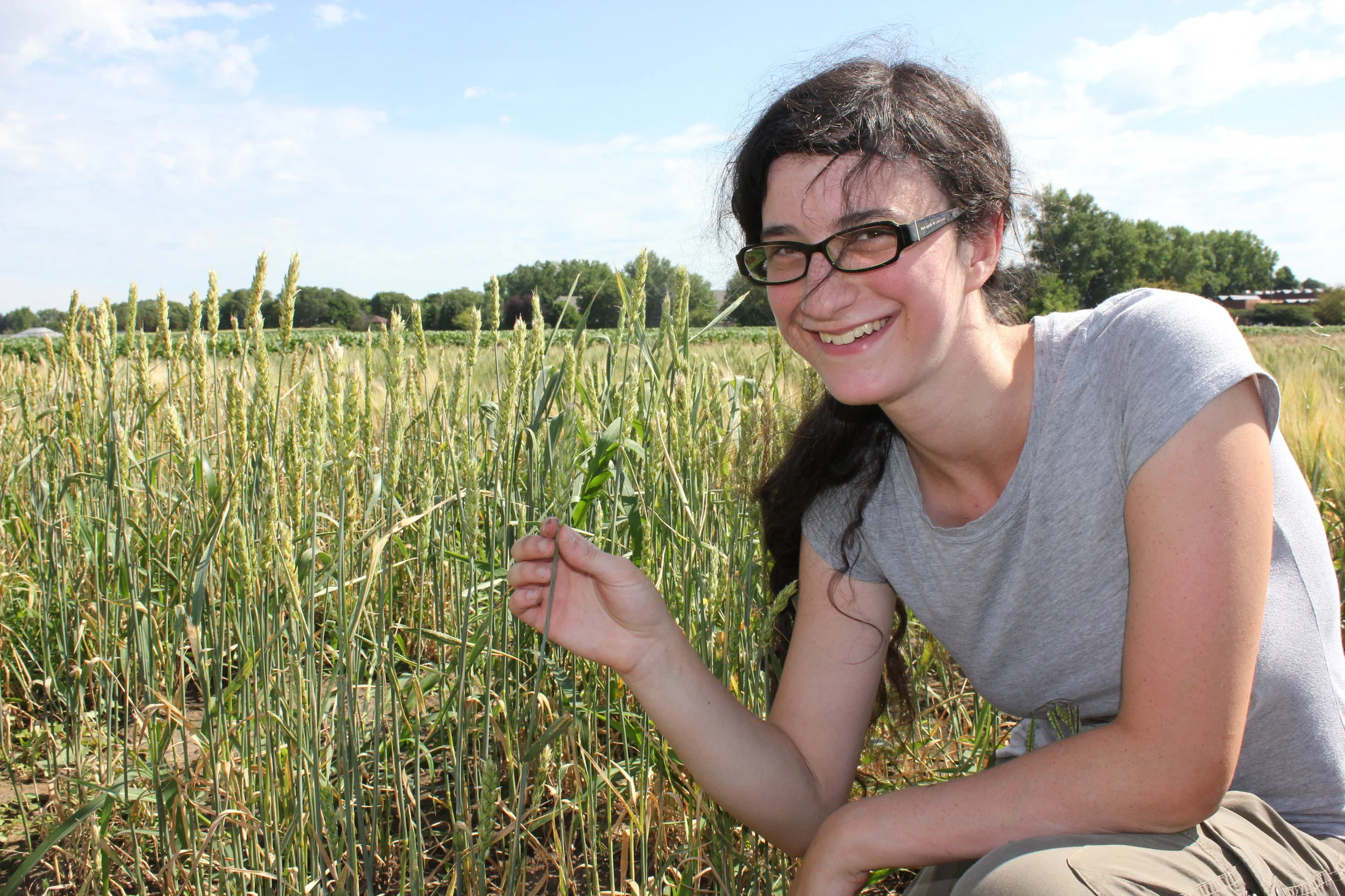 Wheat fields at USDA-ARS Cereal Disease Lab