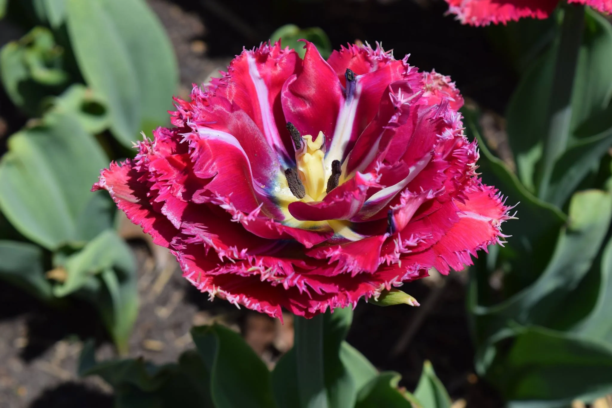 Minnesota Landscape Arboretum