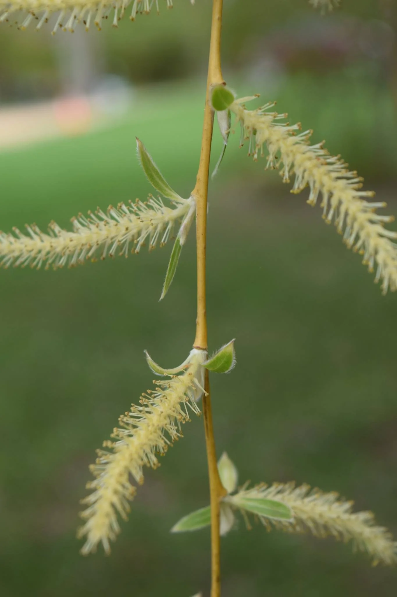 Minnesota Landscape Arboretum
