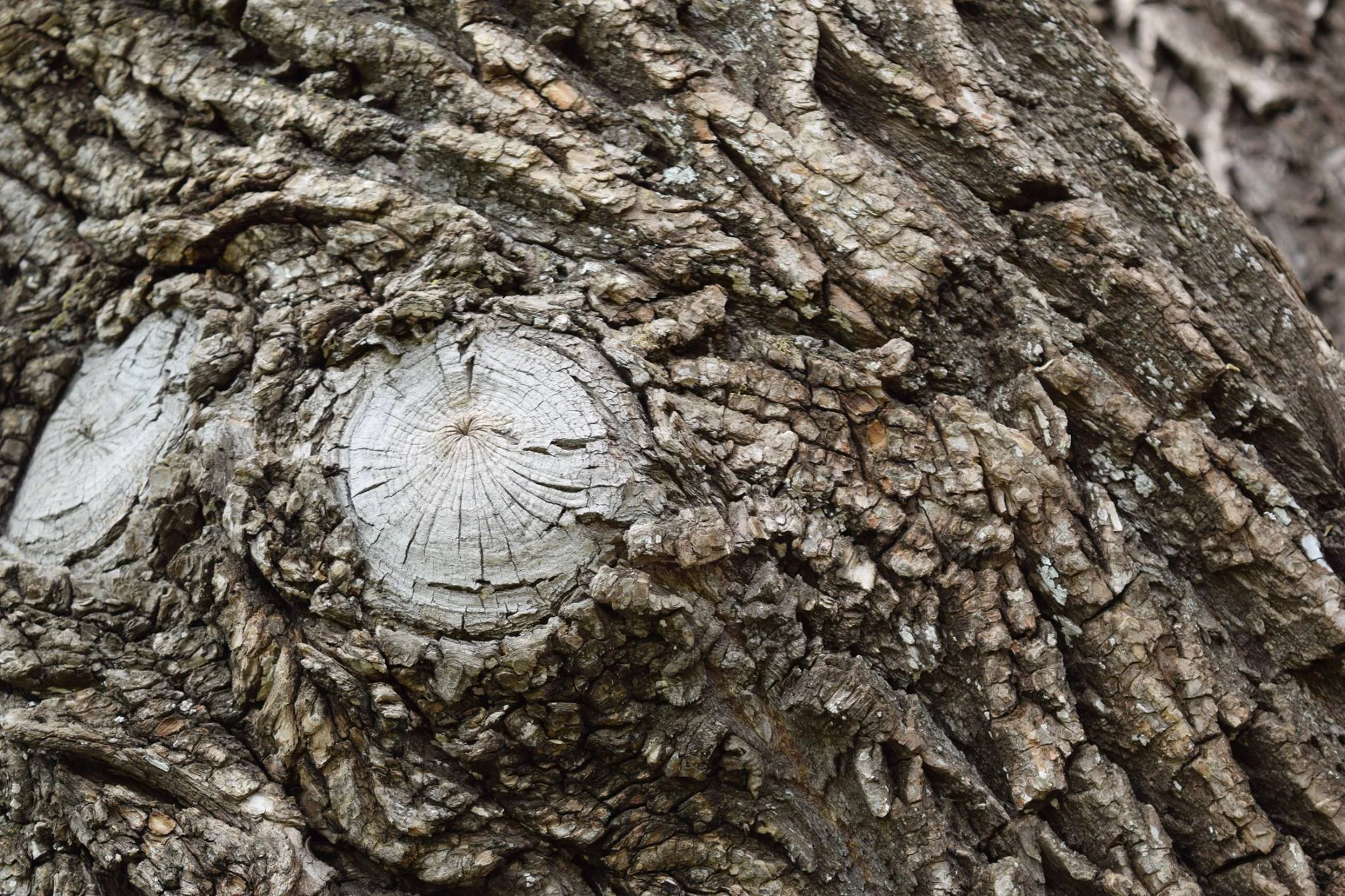 Minnesota Landscape Arboretum