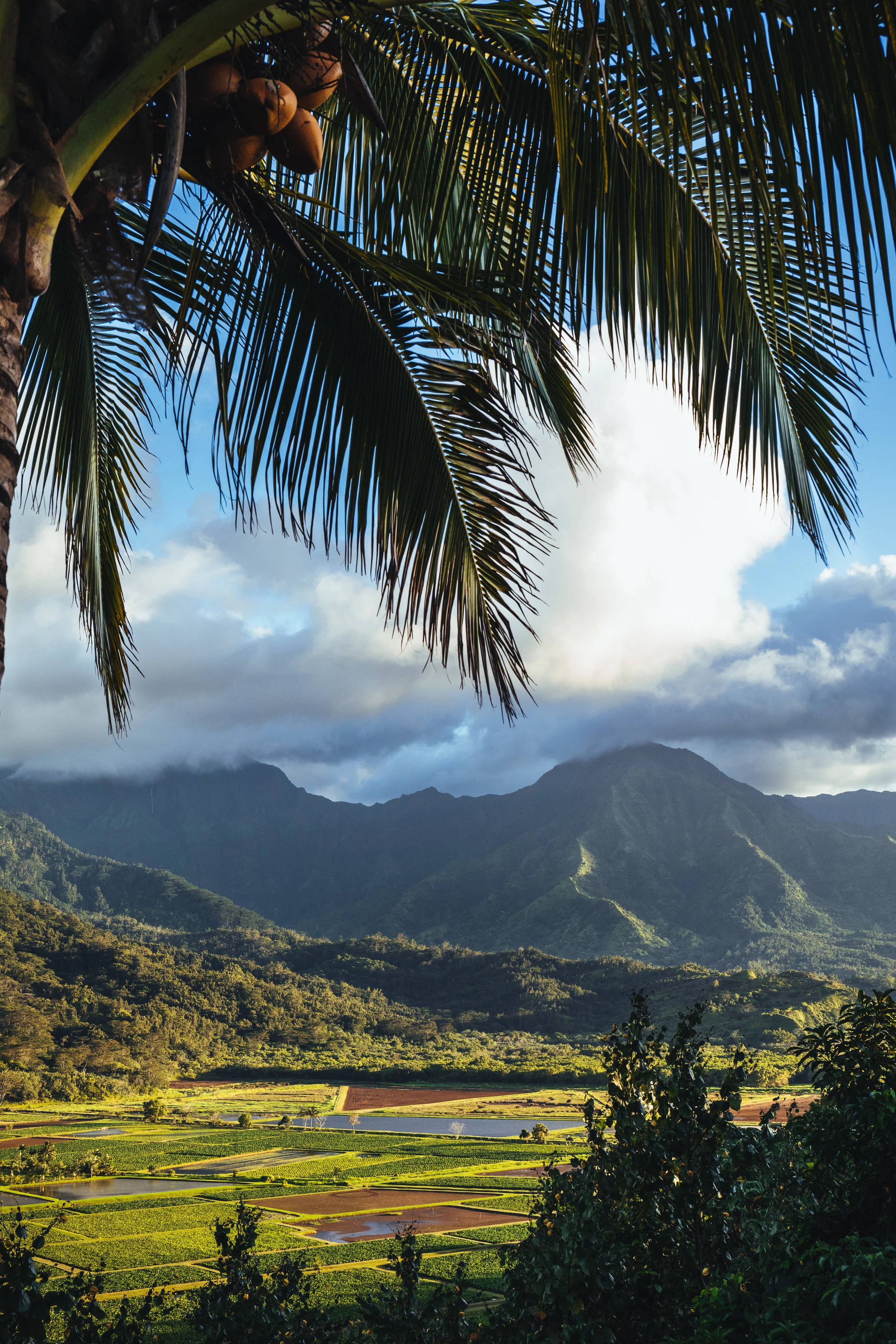hawaii-8.jpg