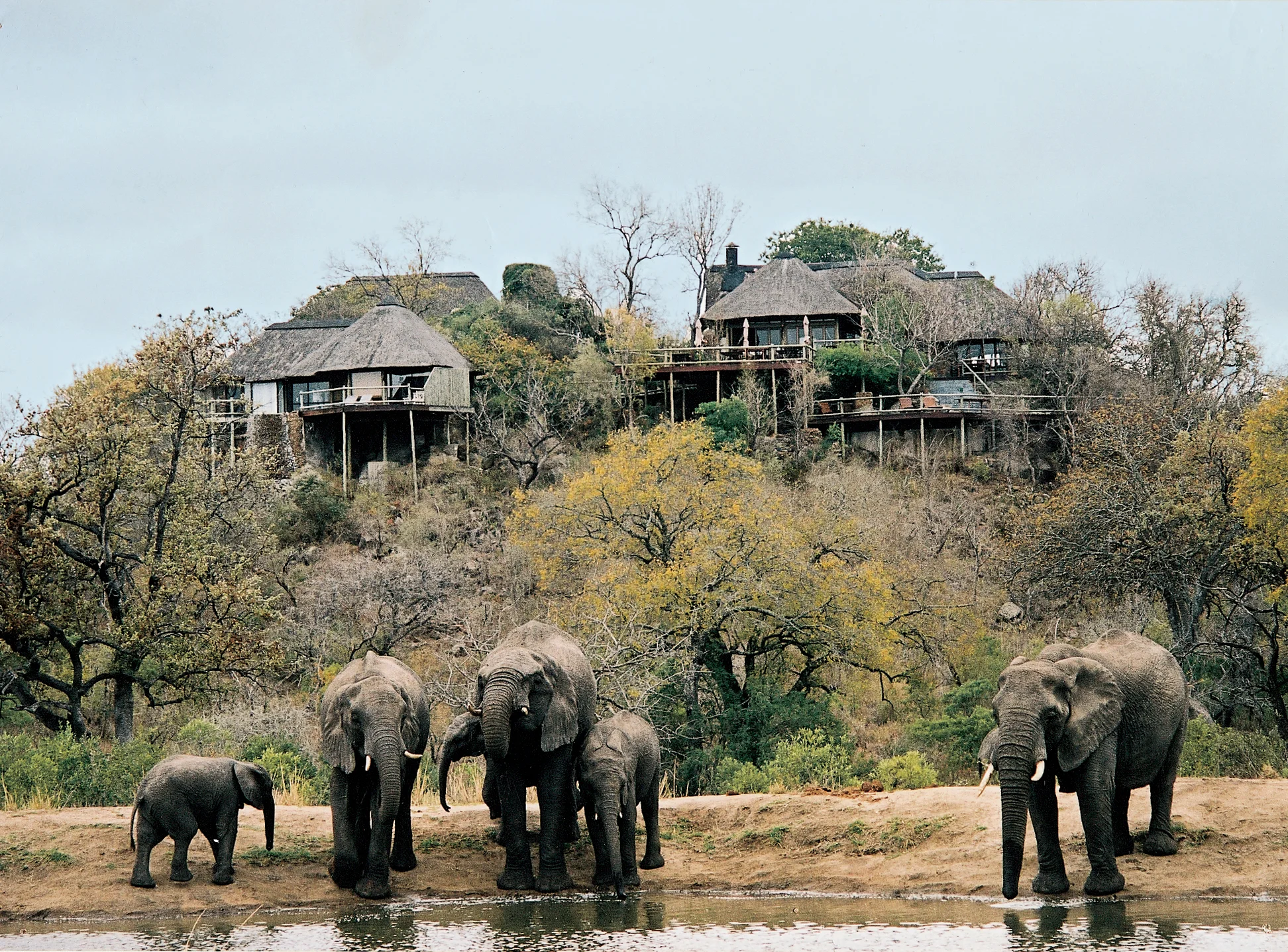 LH-Elephants-Waterhole LEOPERD9.jpeg