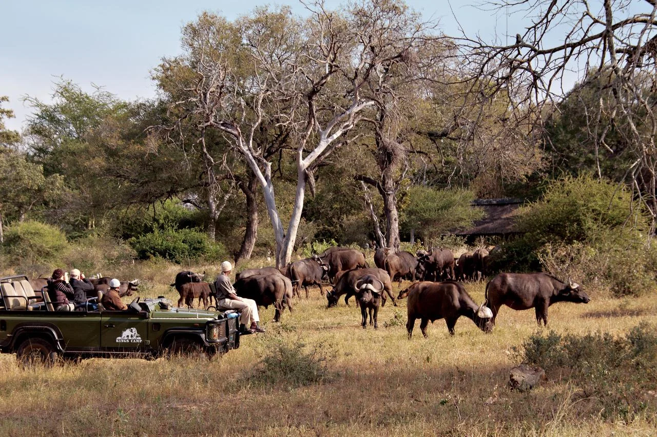 kc_buffalo__camp_1_bpkings.jpeg