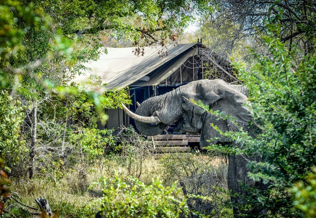 KhokaMoya_Tent_Elephant_045.jpg